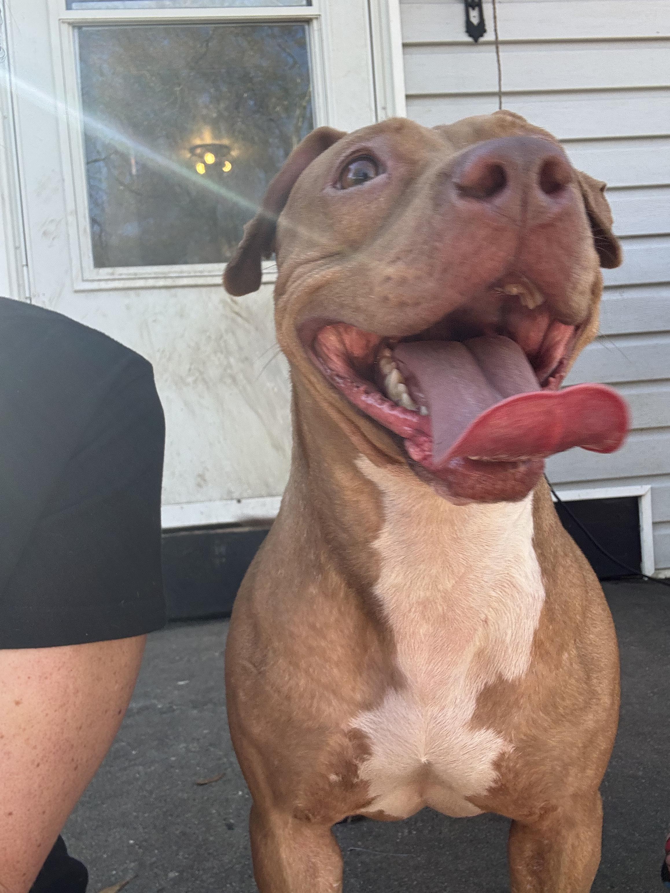 Millie, a Adoptable Mixed Breed in Centerville, GA image 3/5