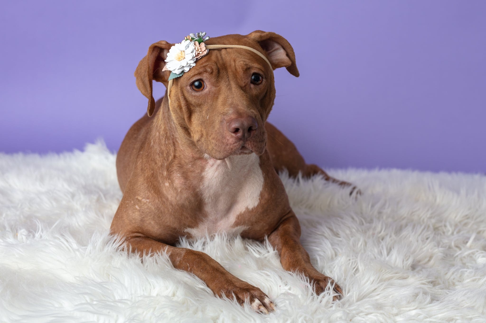Millie, a Adoptable Mixed Breed in Centerville, GA image 4/5