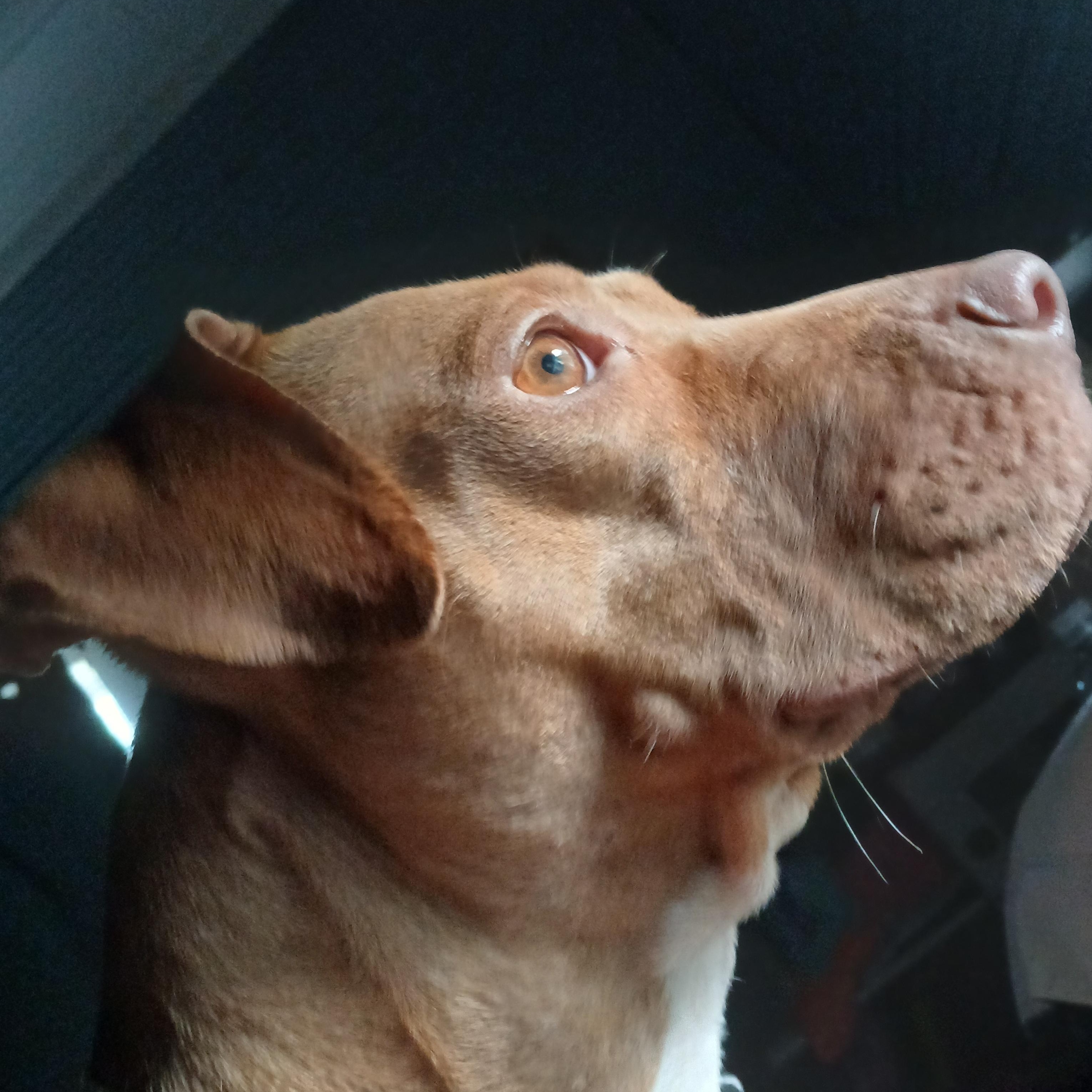 Millie, a Adoptable Mixed Breed in Centerville, GA image 5/5