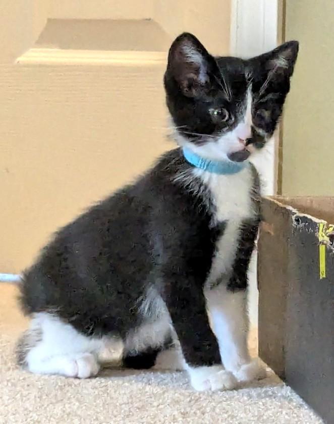 Domino, a Adoptable Tuxedo in Stoney Creek, ON image 2/4