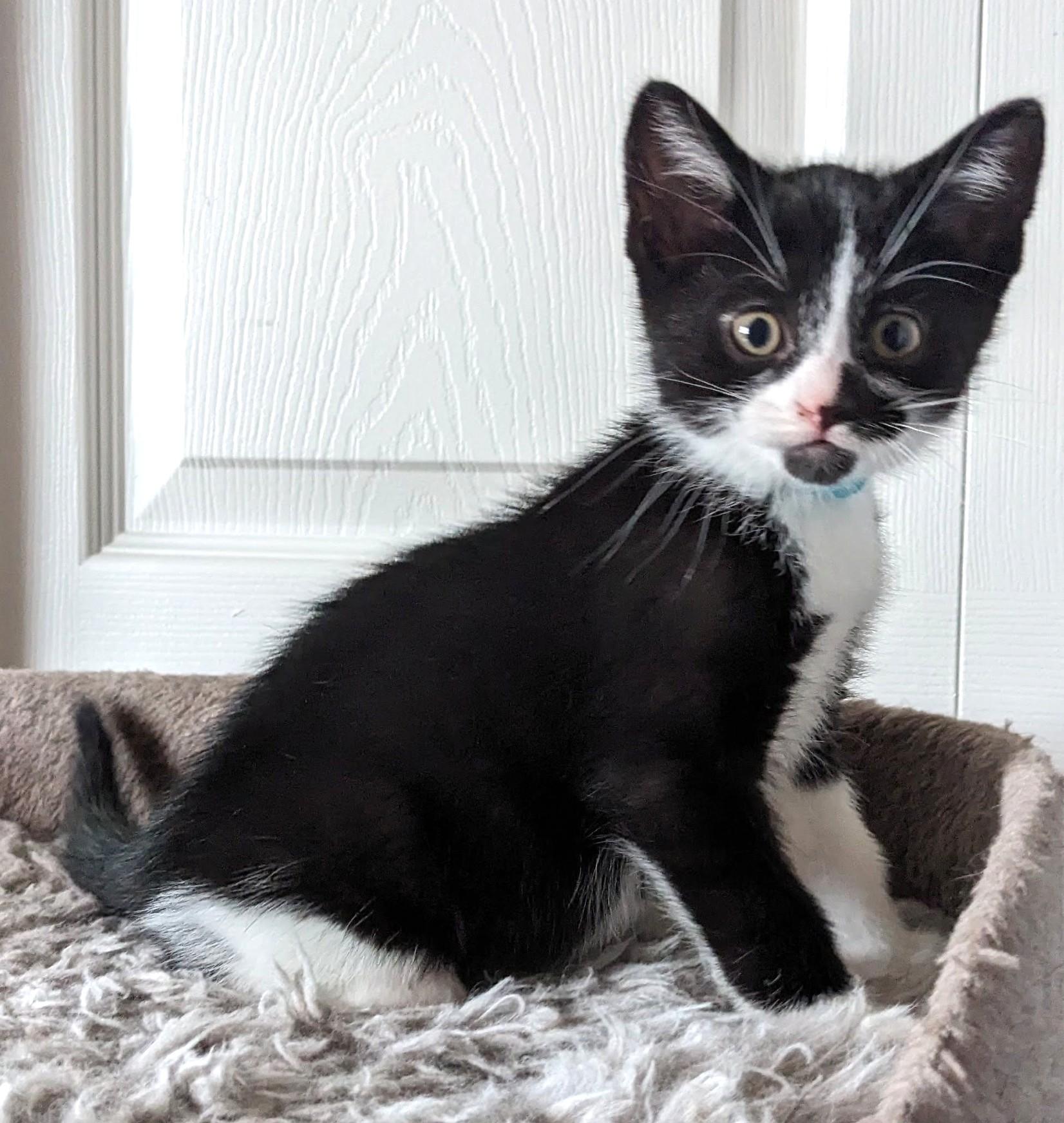 Domino, Adoptable, Kitten Male Tuxedo.