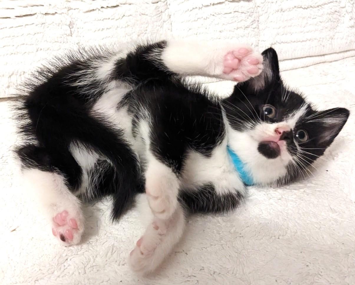 Domino, a Adoptable Tuxedo in Stoney Creek, ON image 4/4