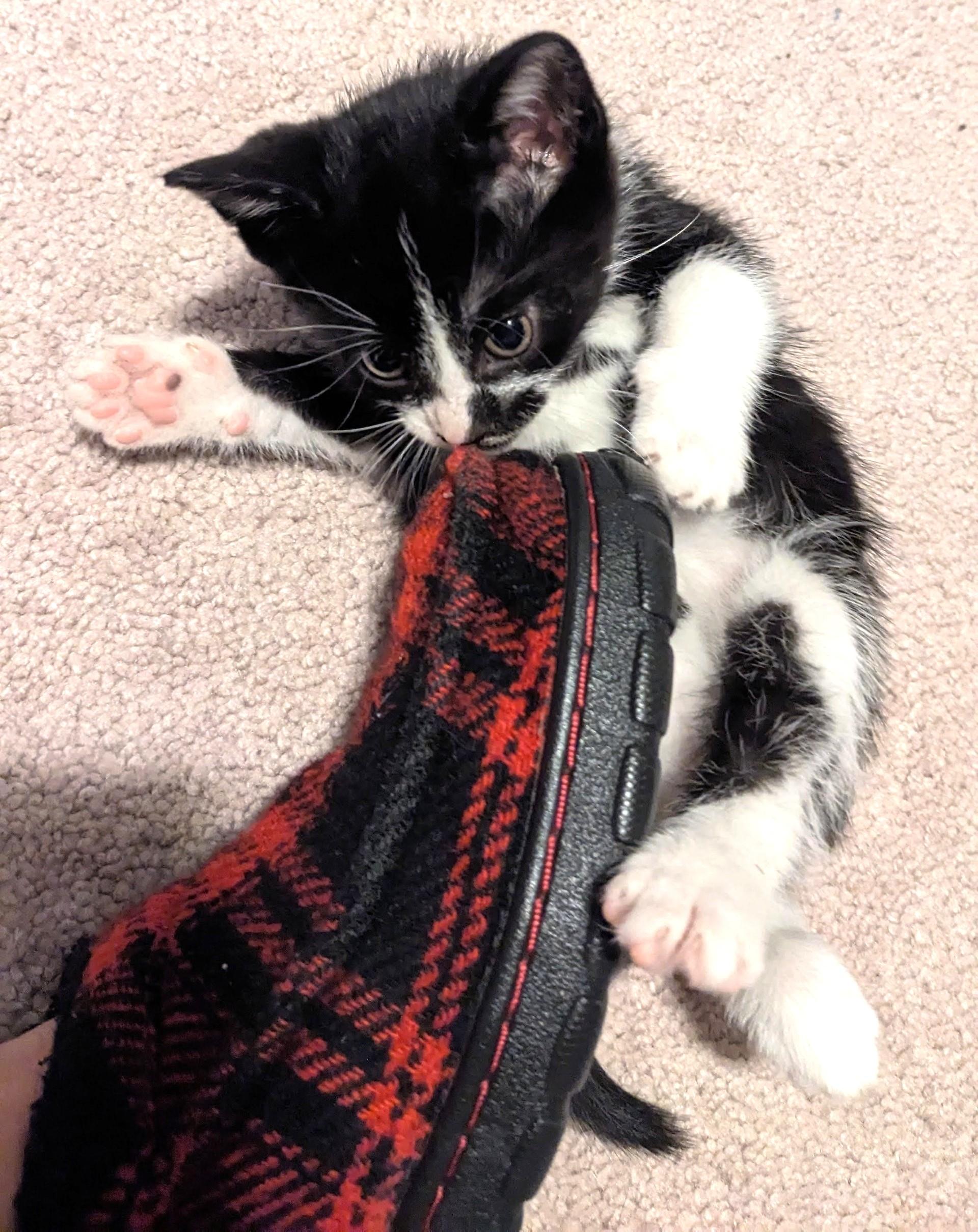 Domino, a Adoptable Tuxedo in Stoney Creek, ON image 3/4