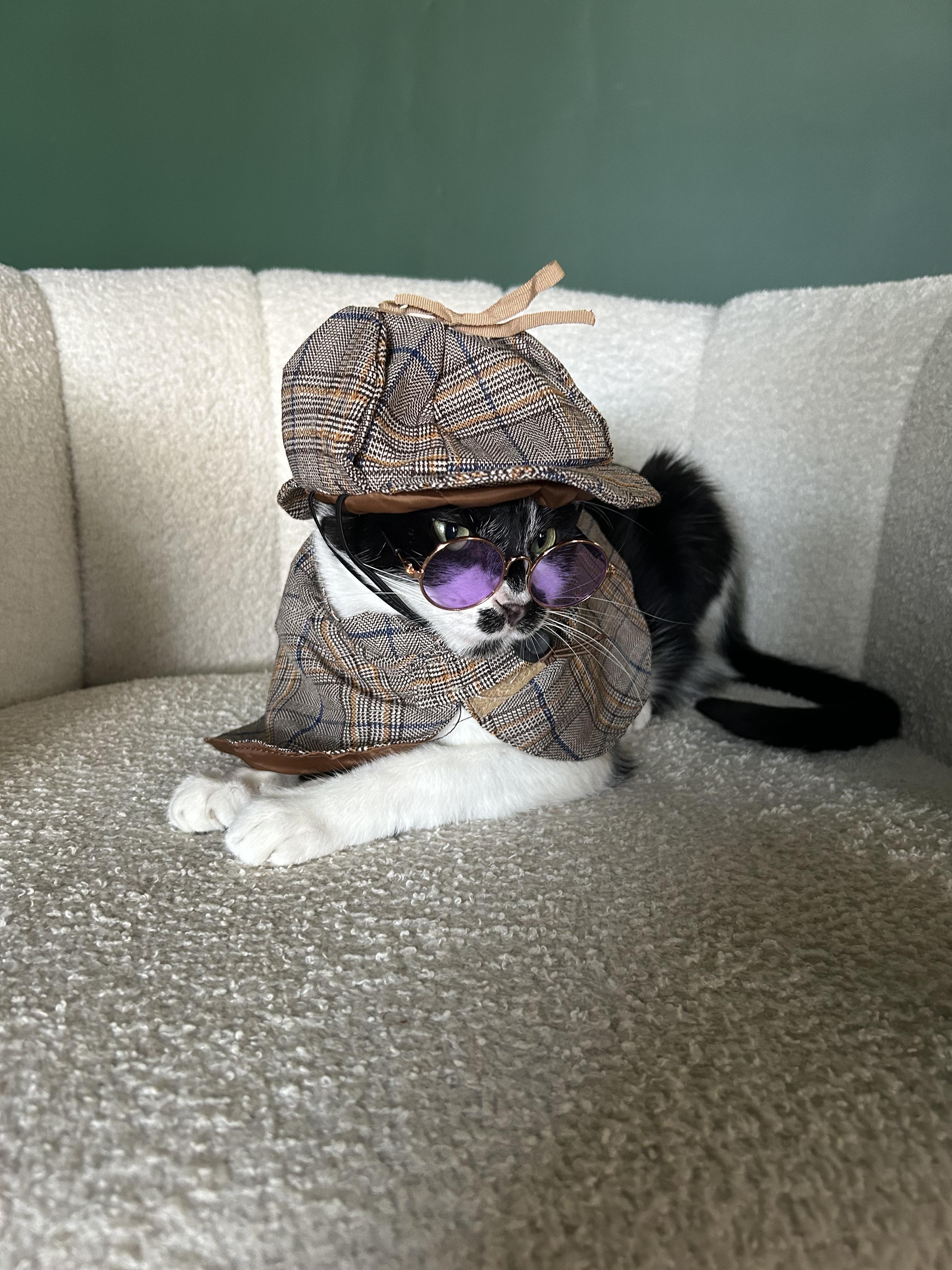 Enlarge Garth Brooks, a Adoptable Domestic Short Hair in Wayzata, MN image 1/6