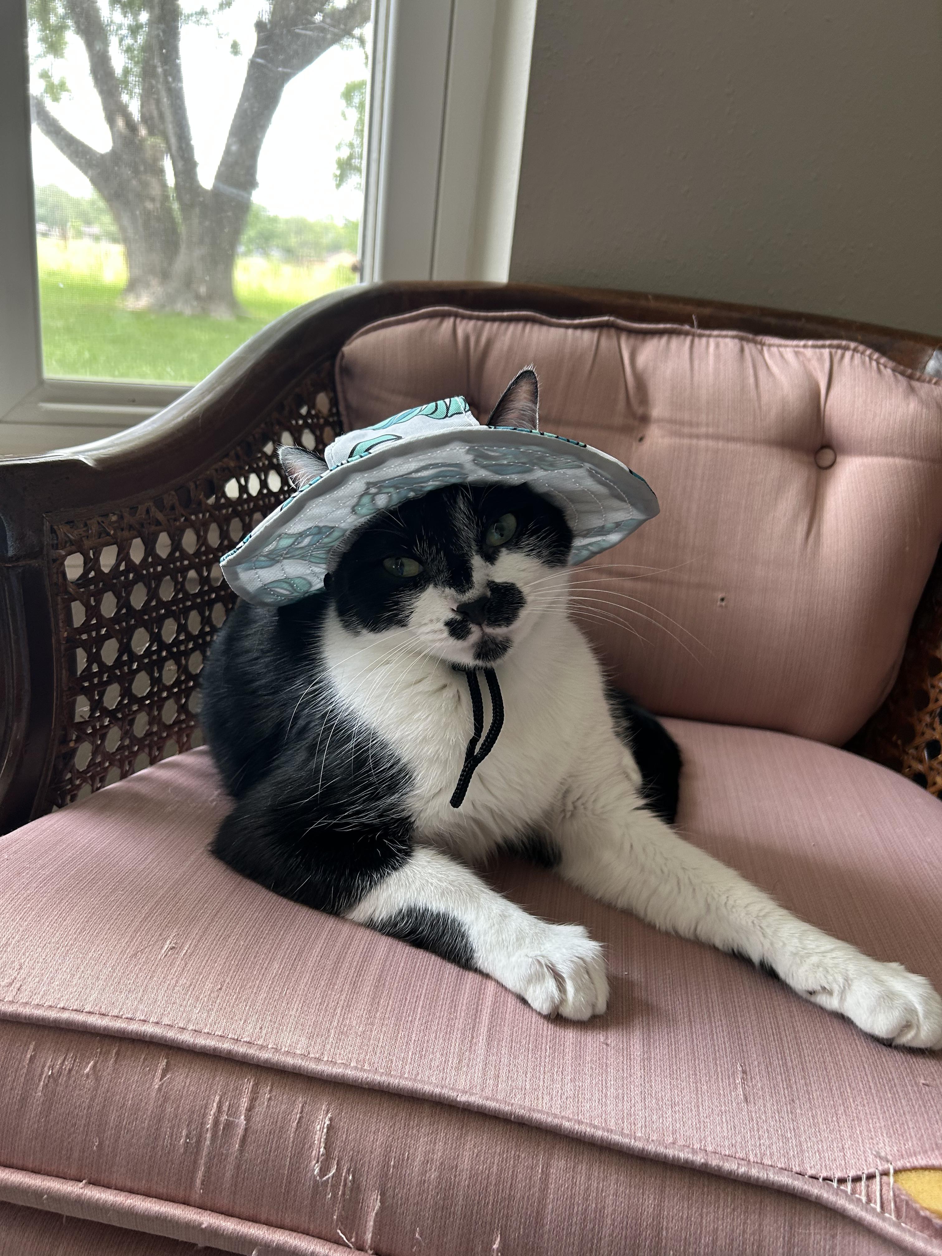 Enlarge Garth Brooks, a Adoptable Domestic Short Hair in Wayzata, MN image 3/6