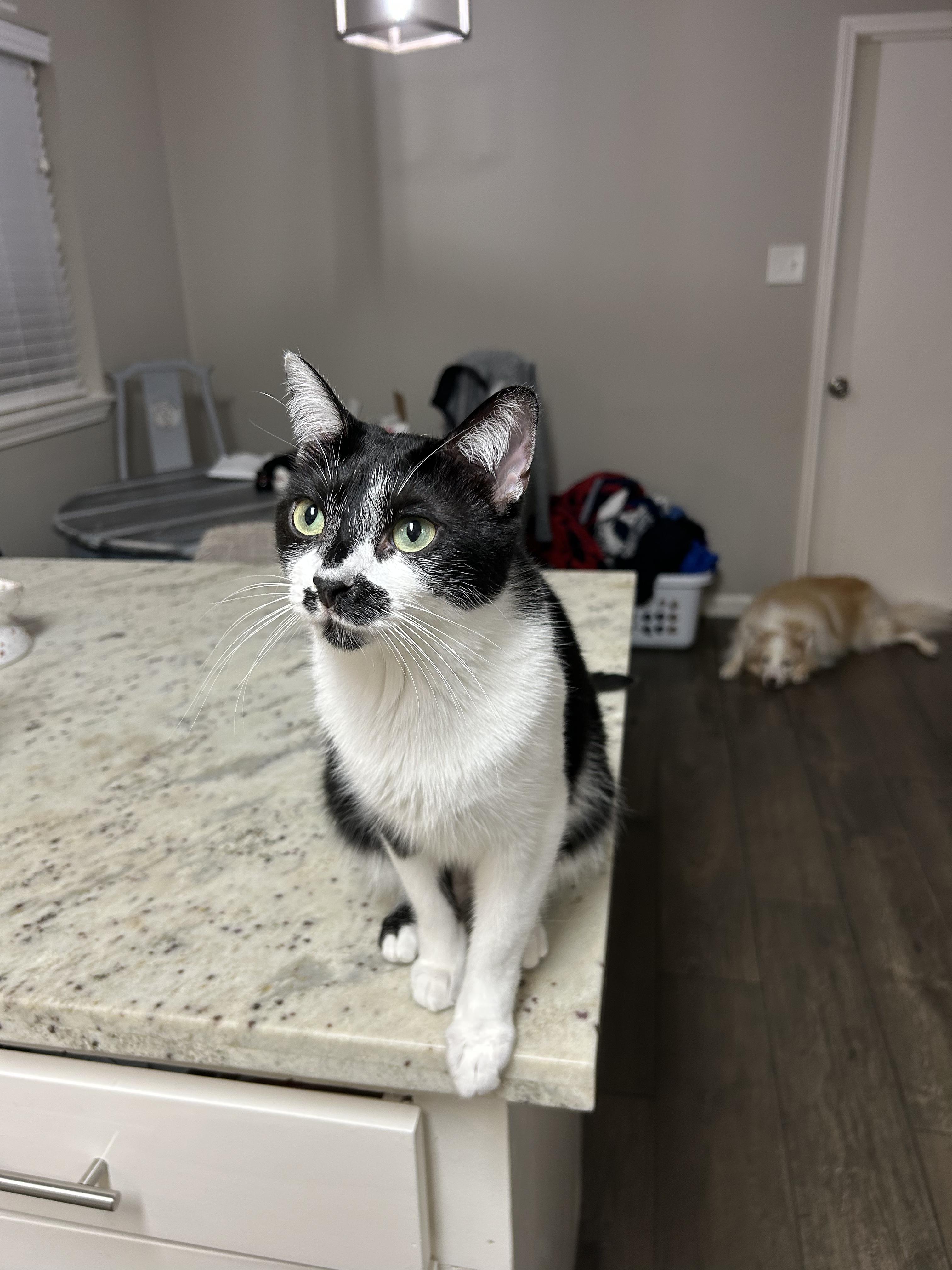 Enlarge Garth Brooks, a Adoptable Domestic Short Hair in Wayzata, MN image 4/6