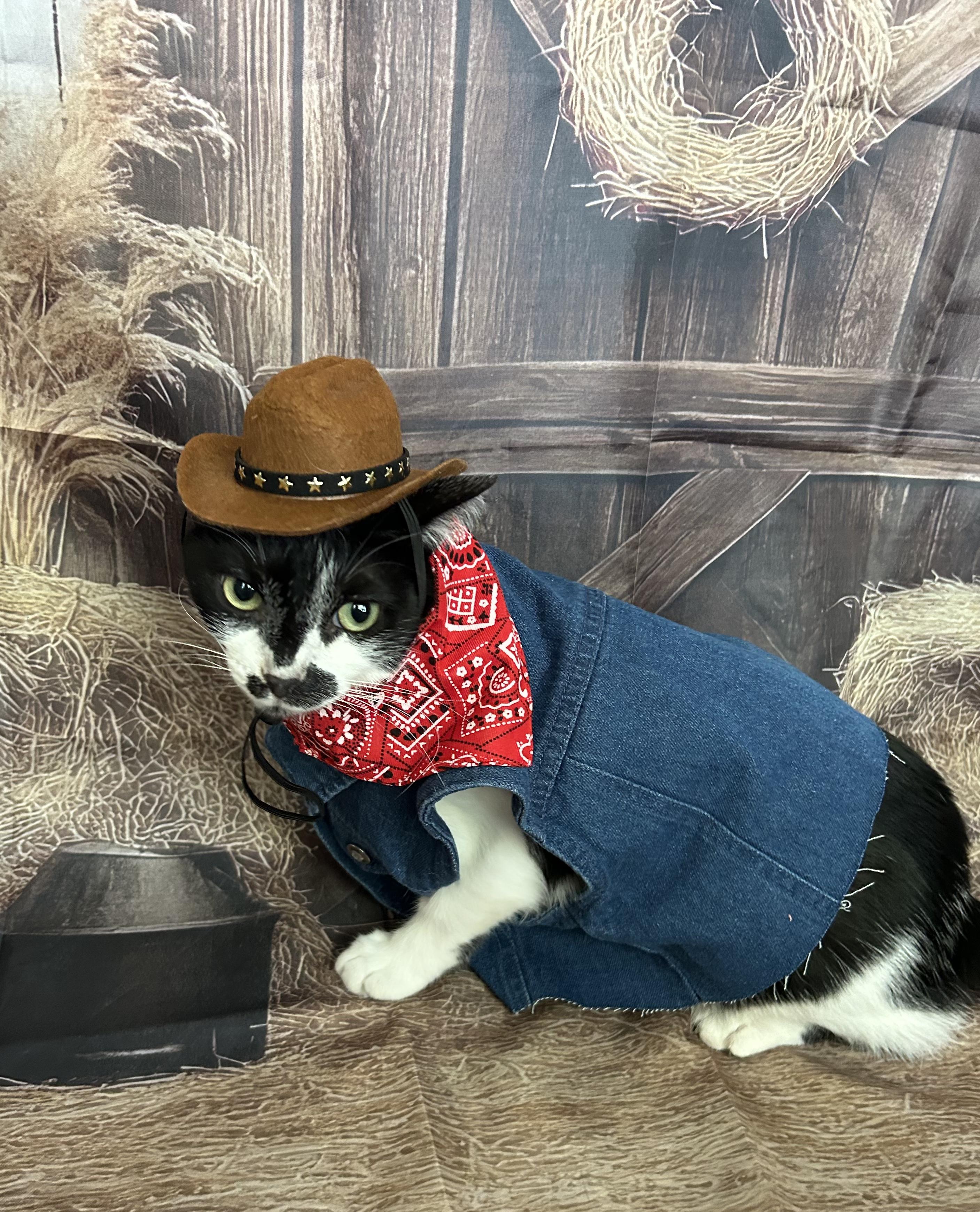 Enlarge Garth Brooks, a Adoptable Domestic Short Hair in Wayzata, MN image 5/6