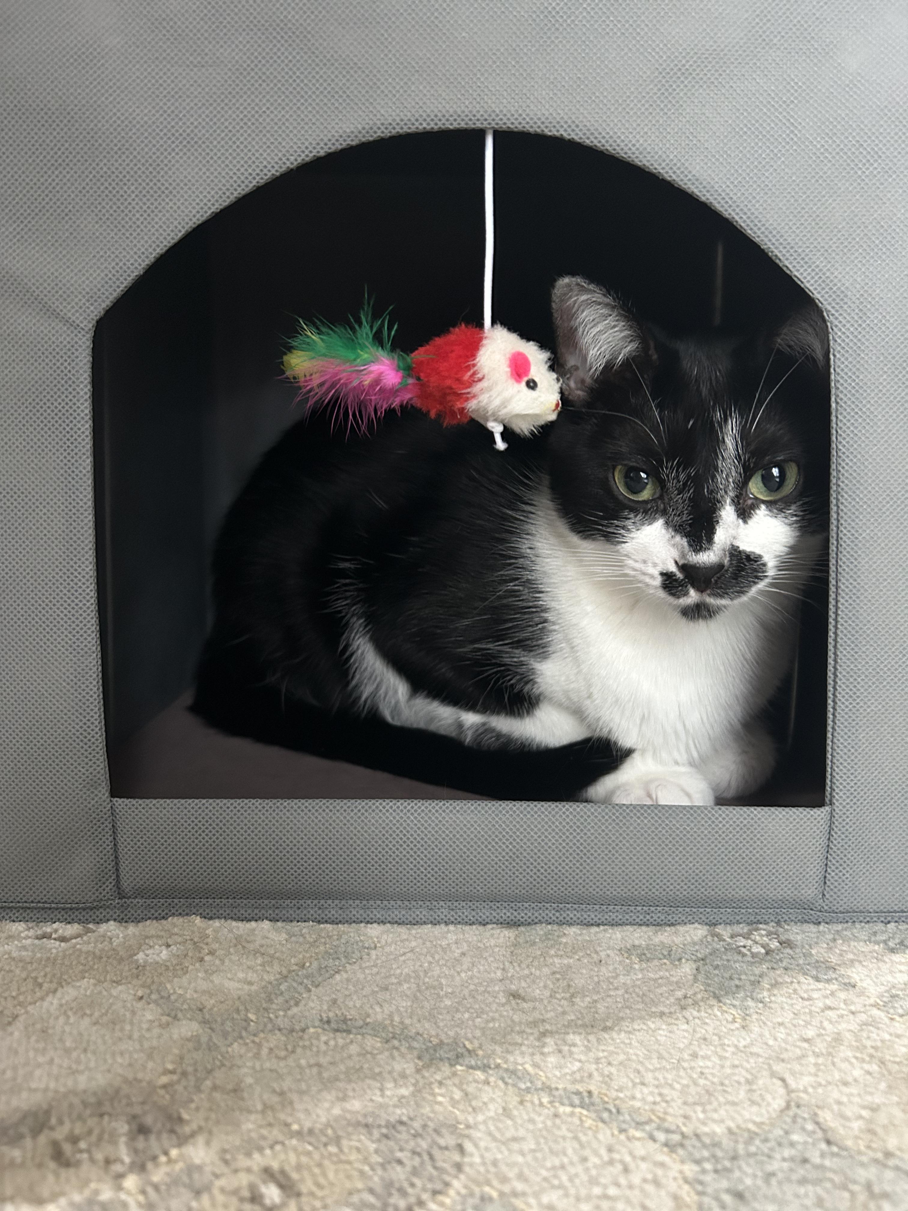 Enlarge Garth Brooks, a Adoptable Domestic Short Hair in Wayzata, MN image 6/6