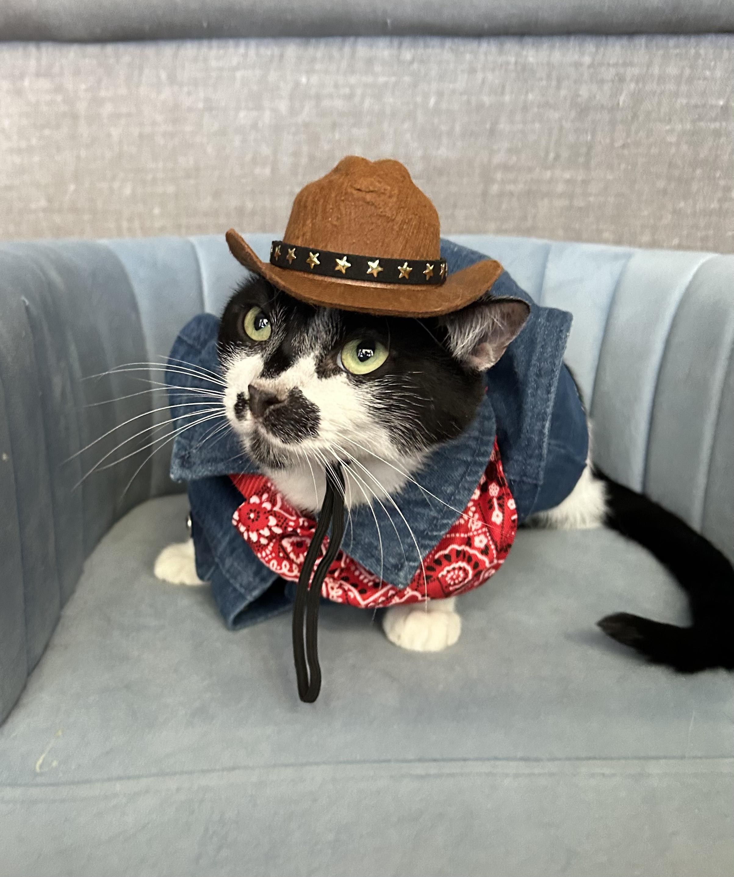 Enlarge Garth Brooks, a Adoptable Domestic Short Hair in Wayzata, MN image 2/6