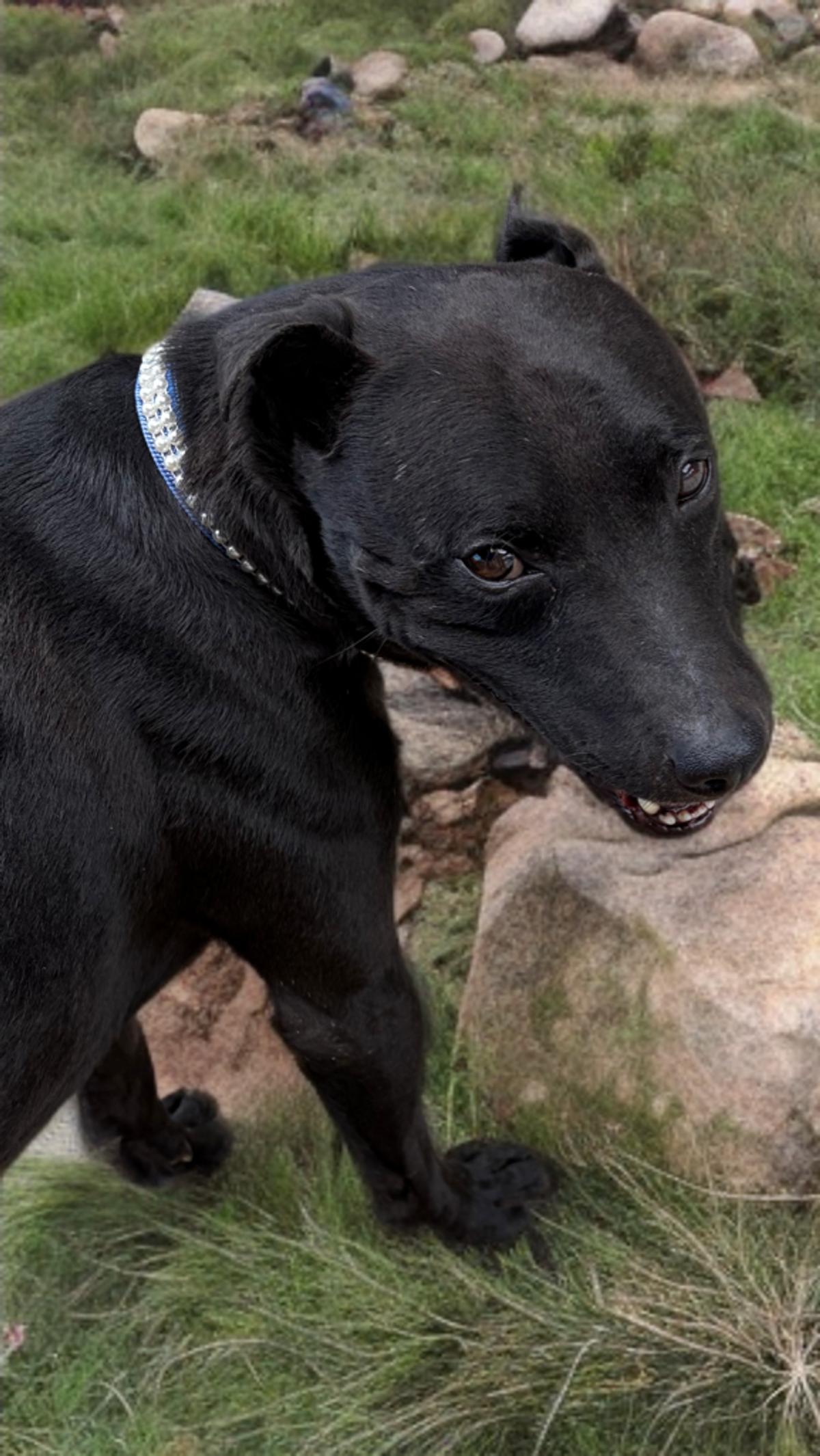 Max Frank, a Adoptable mixed breed in Kingman, AZ image 1/3