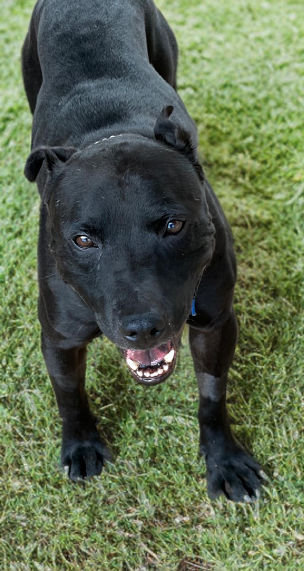 Max Frank, a Adoptable mixed breed in Kingman, AZ image 2/3