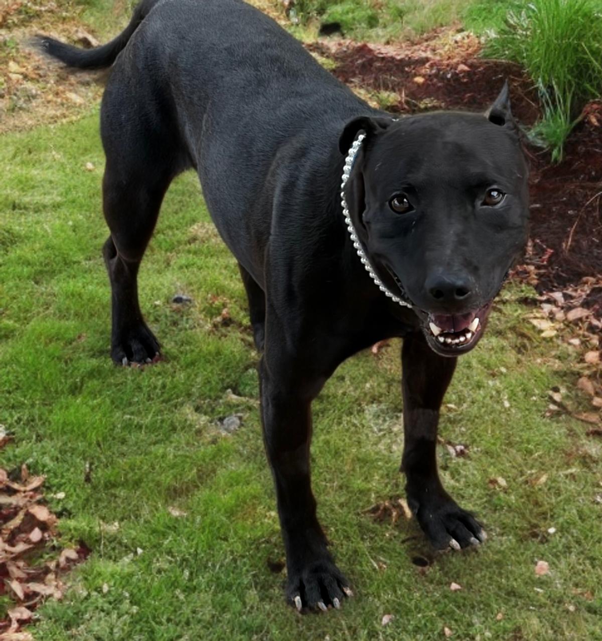 Max Frank, a Adoptable mixed breed in Kingman, AZ image 3/3