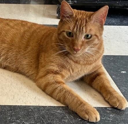 Jojo, Adoptable, Young Male Tabby.