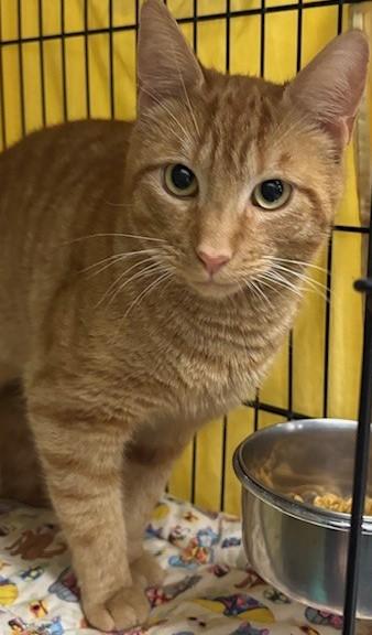 Jojo, a Adoptable Tabby in Pompton Lakes, NJ image 2/2