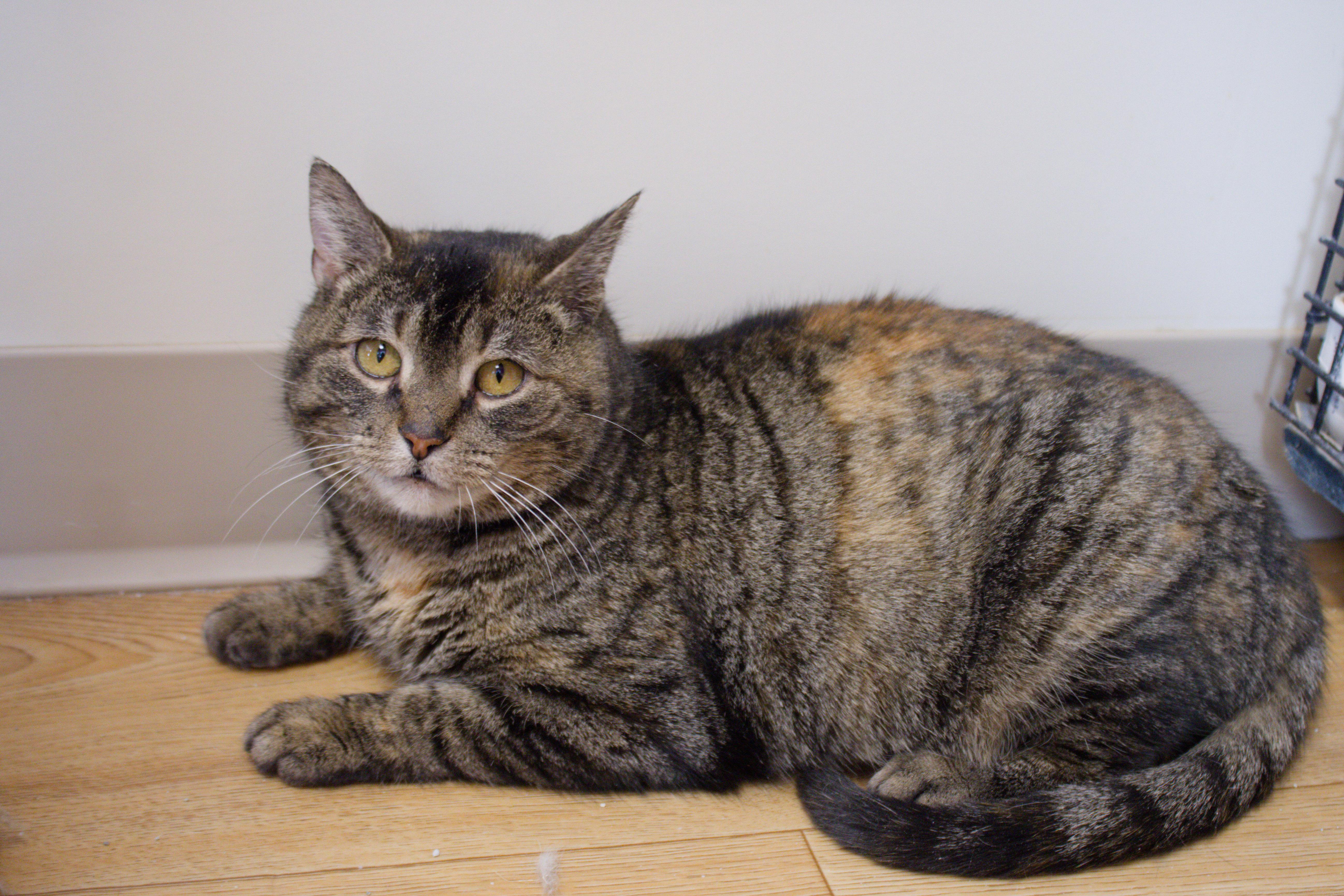 Enlarge Lucy, a ADOPTABLE Domestic Short Hair in Urbana, OH image 6/6