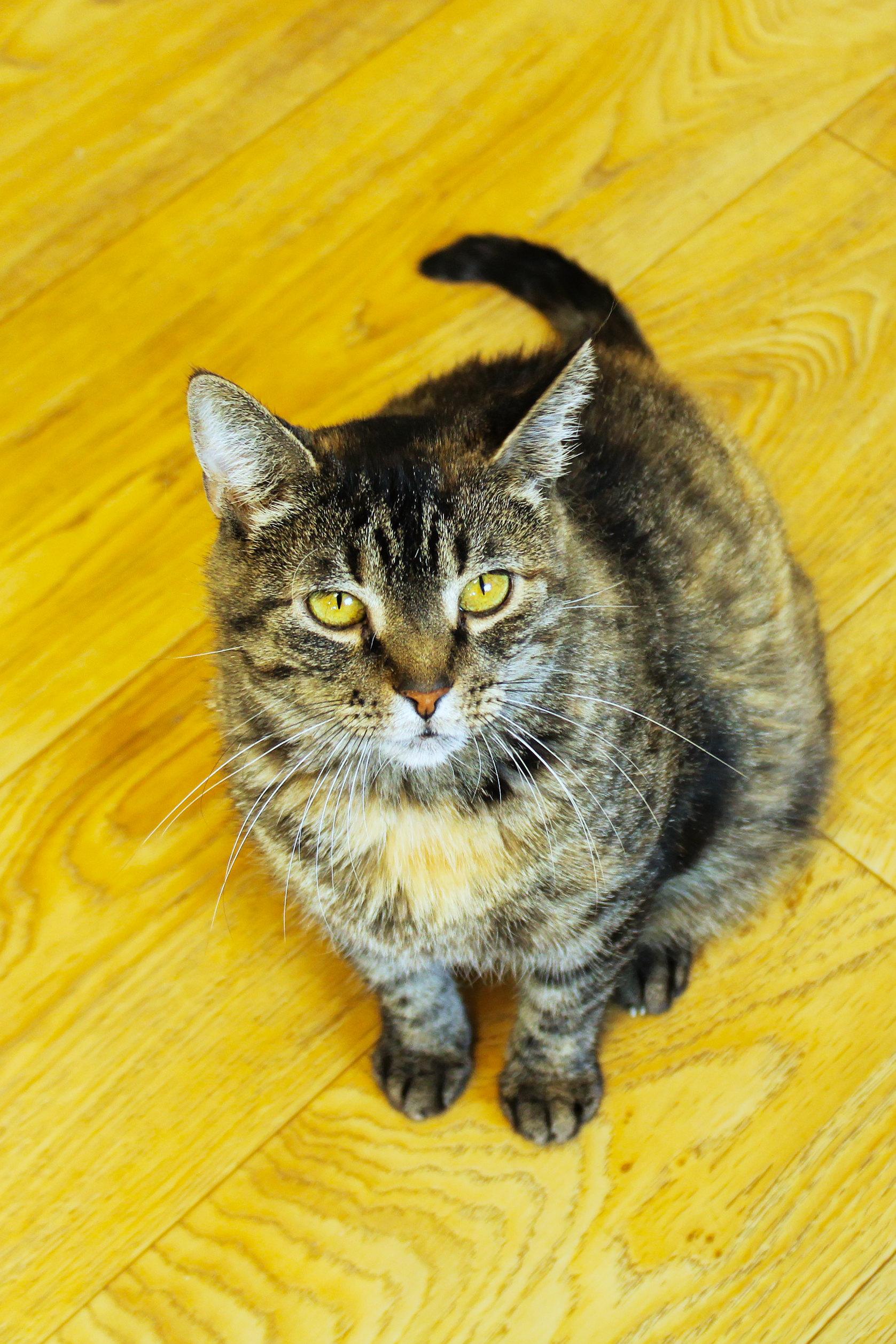 Lucy, a ADOPTABLE Domestic Short Hair in Urbana, OH image 6/6
