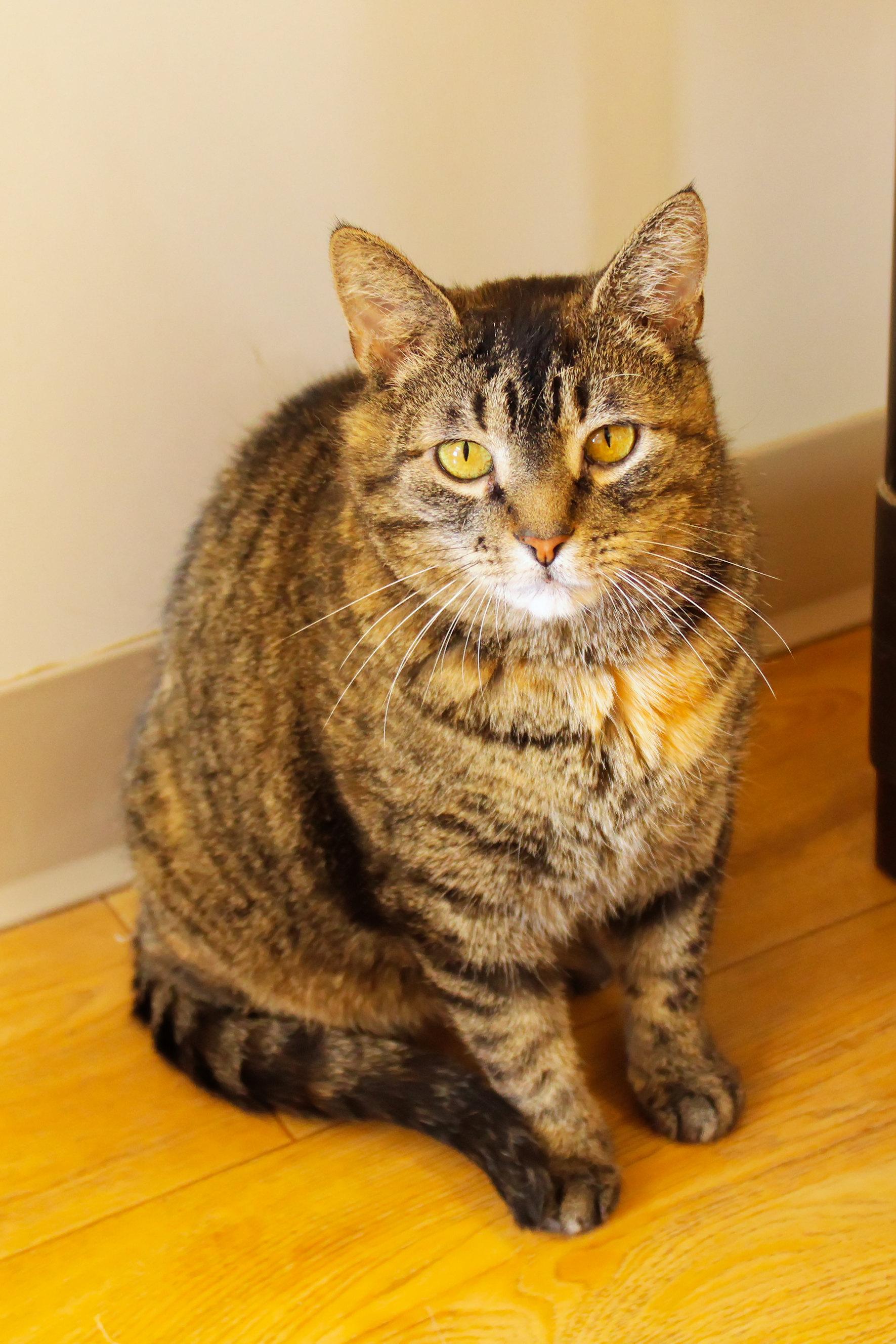 Enlarge Lucy, a ADOPTABLE Domestic Short Hair in Urbana, OH image 1/6
