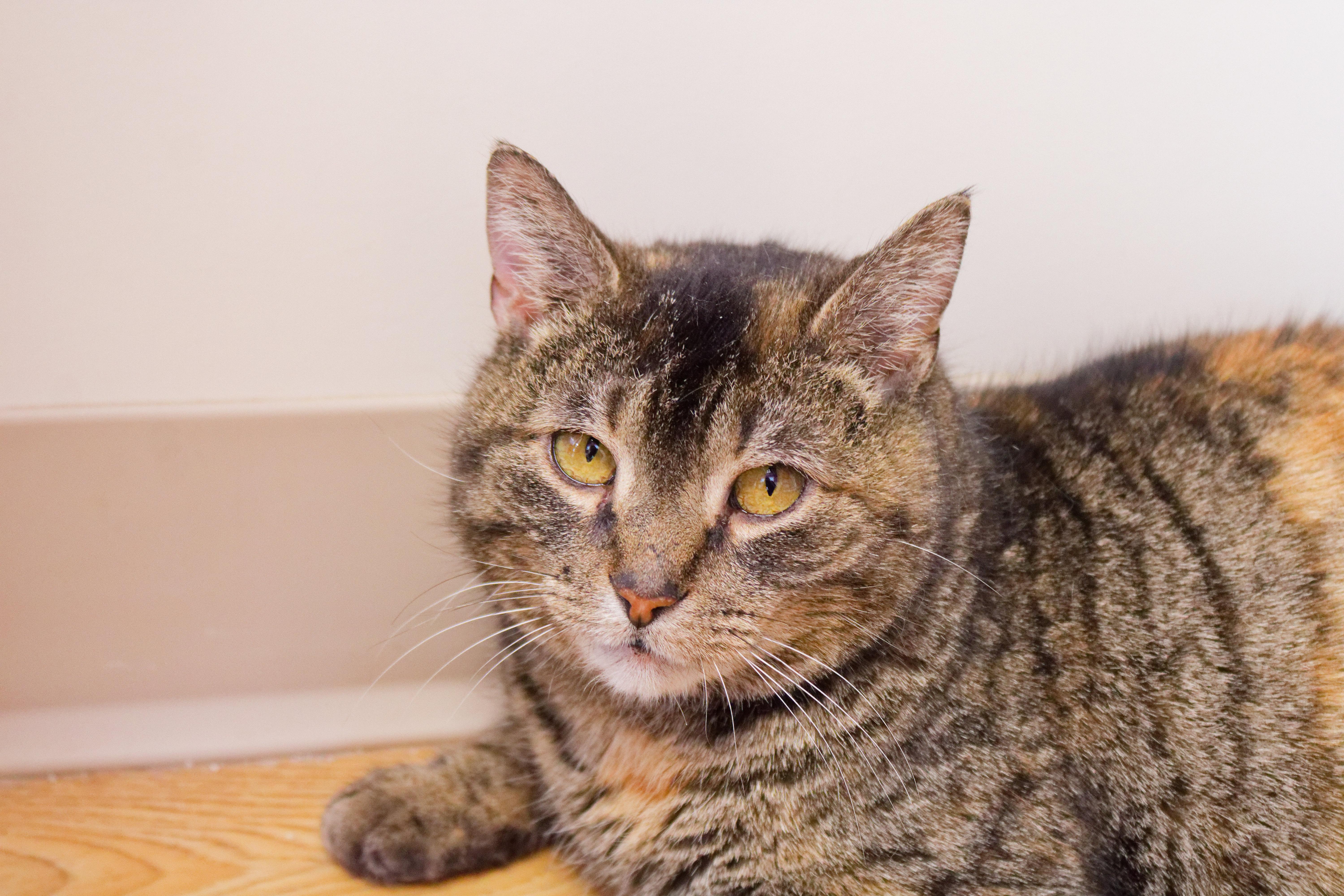 Enlarge Lucy, a ADOPTABLE Domestic Short Hair in Urbana, OH image 3/6
