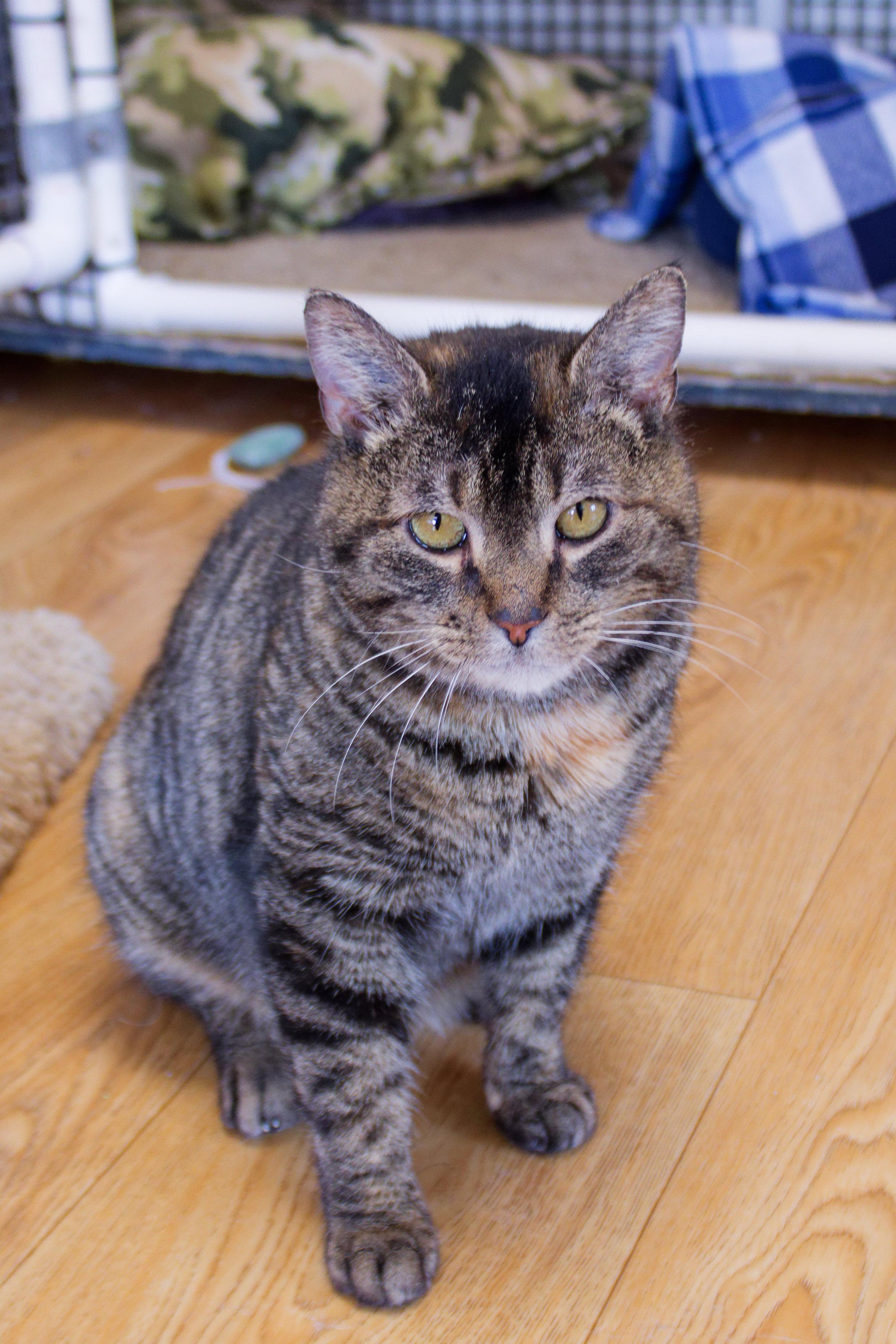 Enlarge Lucy, a ADOPTABLE Domestic Short Hair in Urbana, OH image 2/6