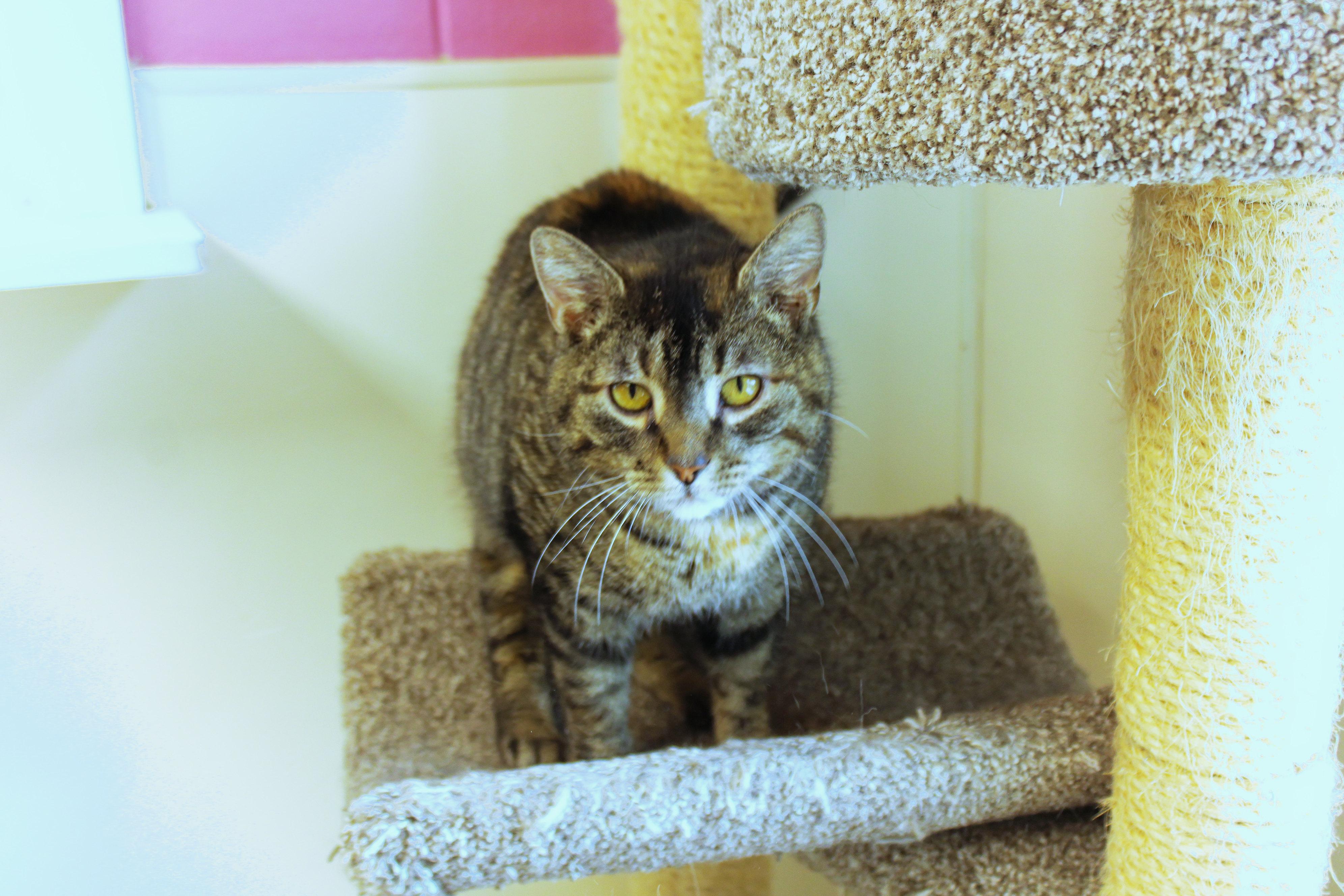 Enlarge Lucy, a ADOPTABLE Domestic Short Hair in Urbana, OH image 6/6
