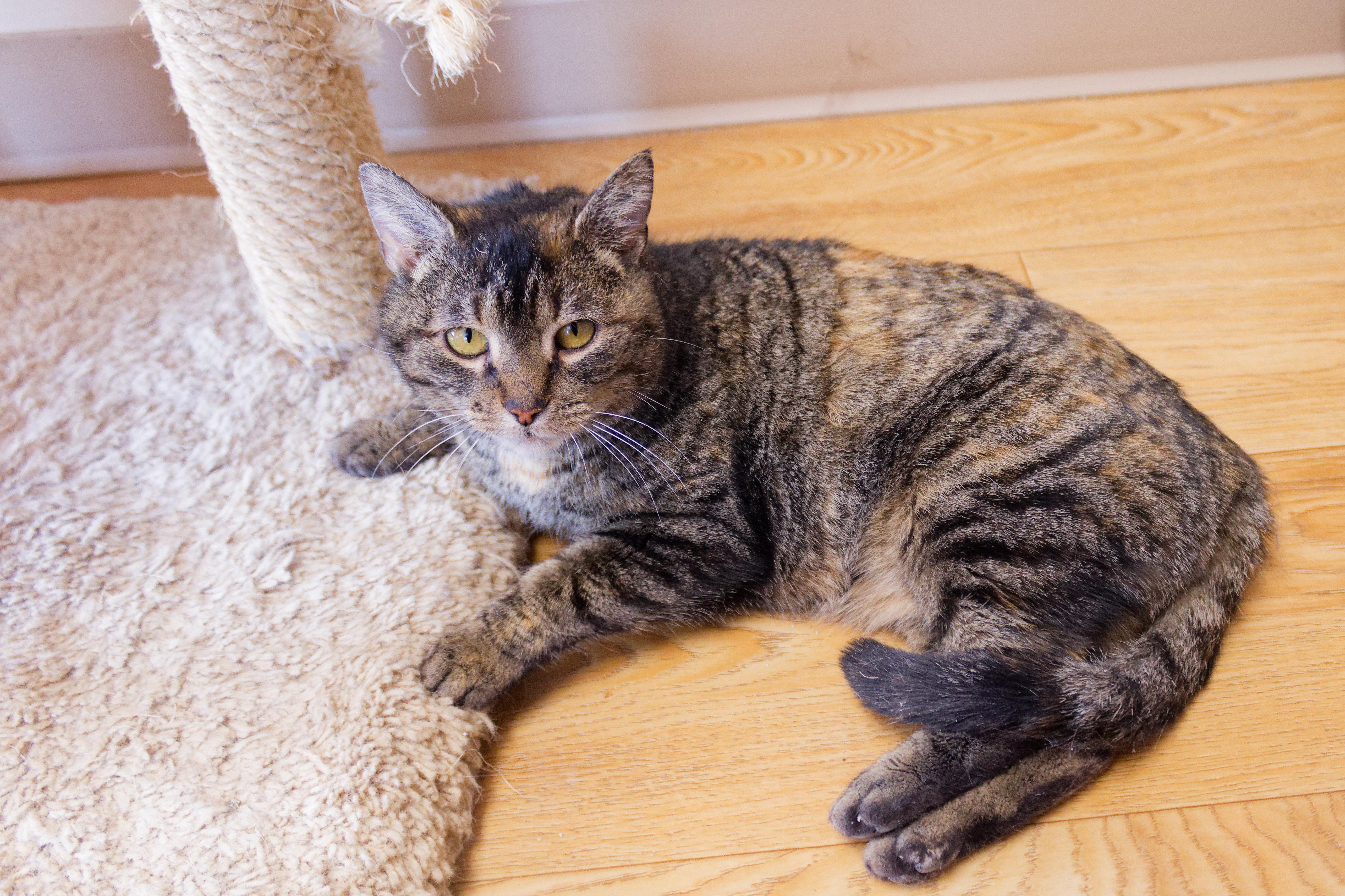 Enlarge Lucy, a ADOPTABLE Domestic Short Hair in Urbana, OH image 5/6