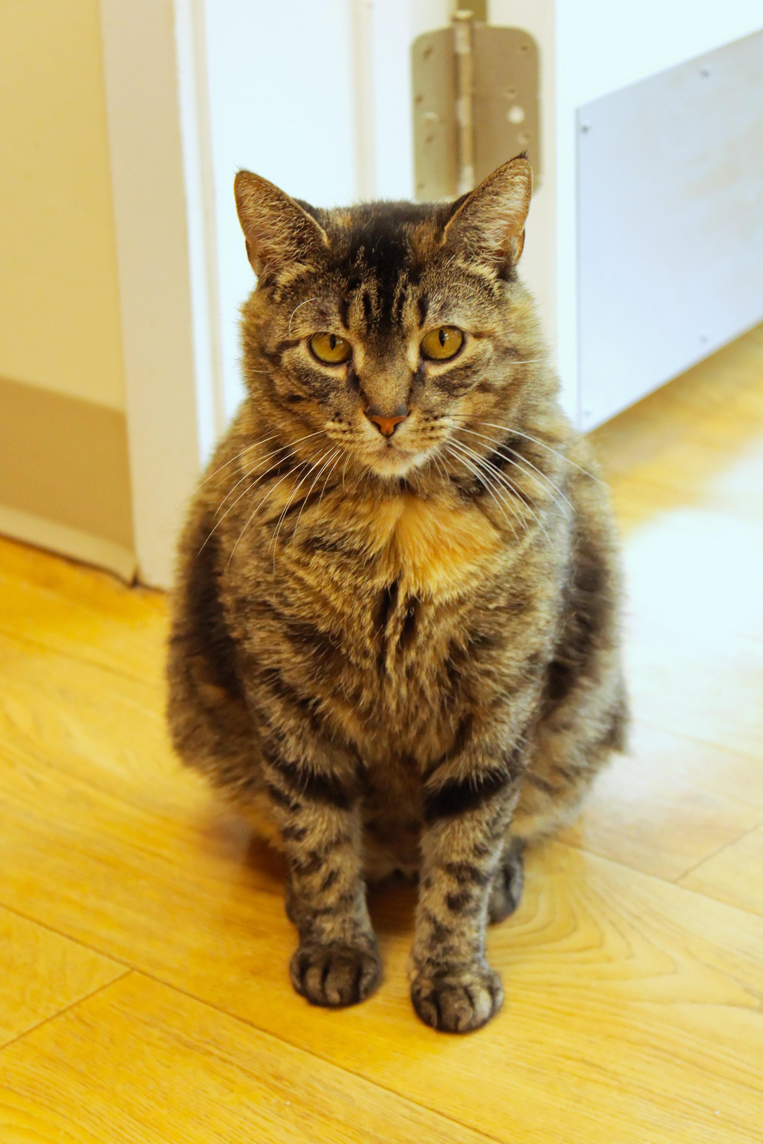 Lucy, a ADOPTABLE Domestic Short Hair in Urbana, OH image 4/6