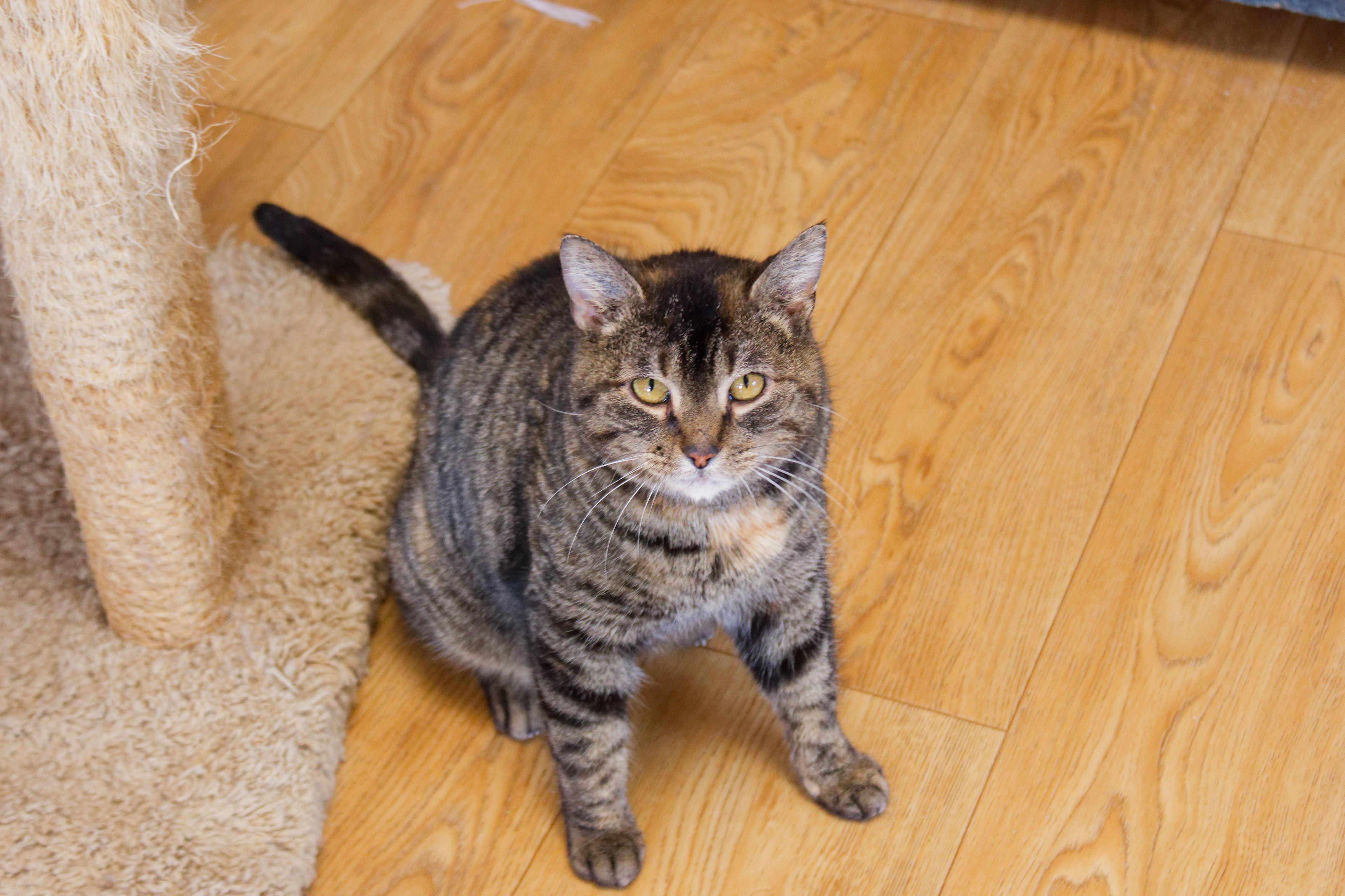Enlarge Lucy, a ADOPTABLE Domestic Short Hair in Urbana, OH image 4/6