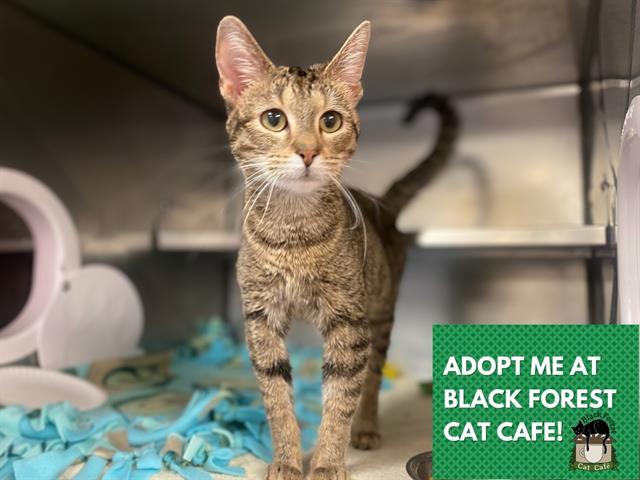 Enlarge GINGER, a Adoptable Domestic Short Hair in Fort Wayne, IN image 1/1