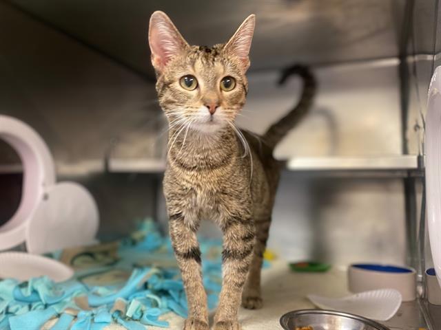 Enlarge GINGER, a Adoptable Domestic Short Hair in Fort Wayne, IN image 1/1