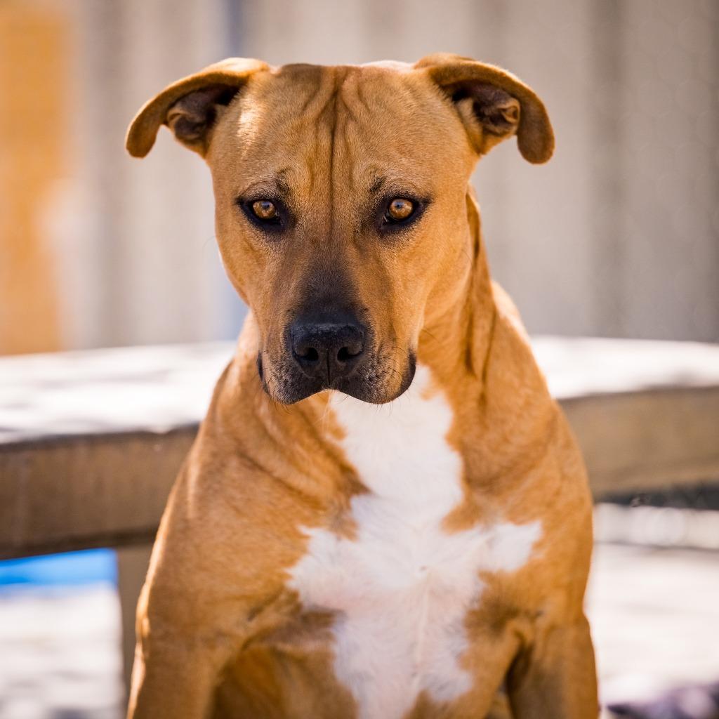 Paddy, a Adoptable Pit Bull Terrier in Twentynine Palms, CA image 1/5