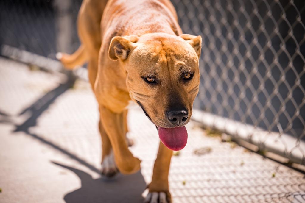 Paddy, a Adoptable Pit Bull Terrier in Twentynine Palms, CA image 2/5