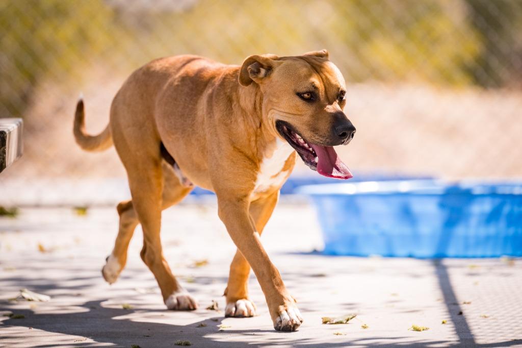 Paddy, a Adoptable Pit Bull Terrier in Twentynine Palms, CA image 3/5