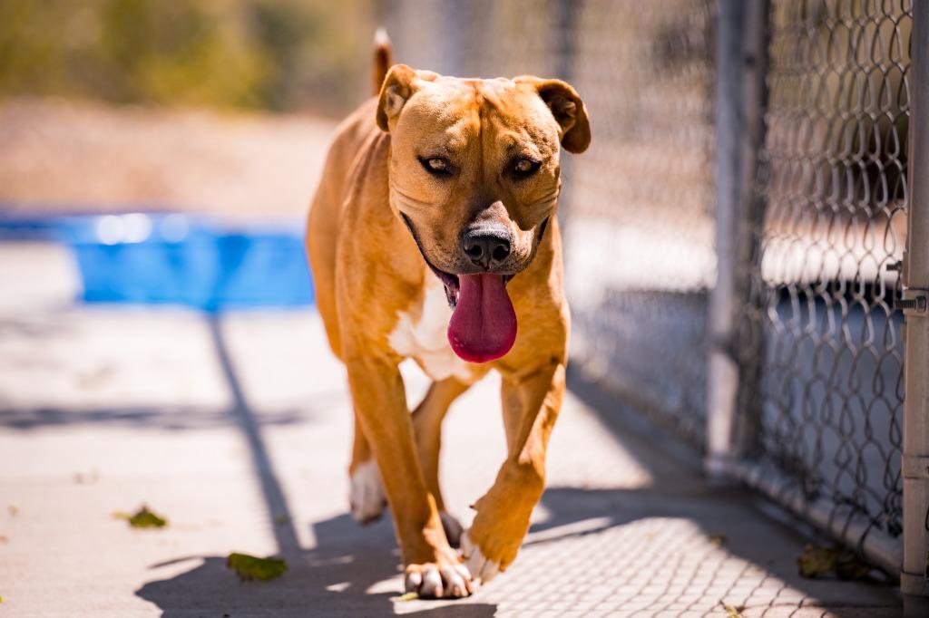 Paddy, a Adoptable Pit Bull Terrier in Twentynine Palms, CA image 4/5