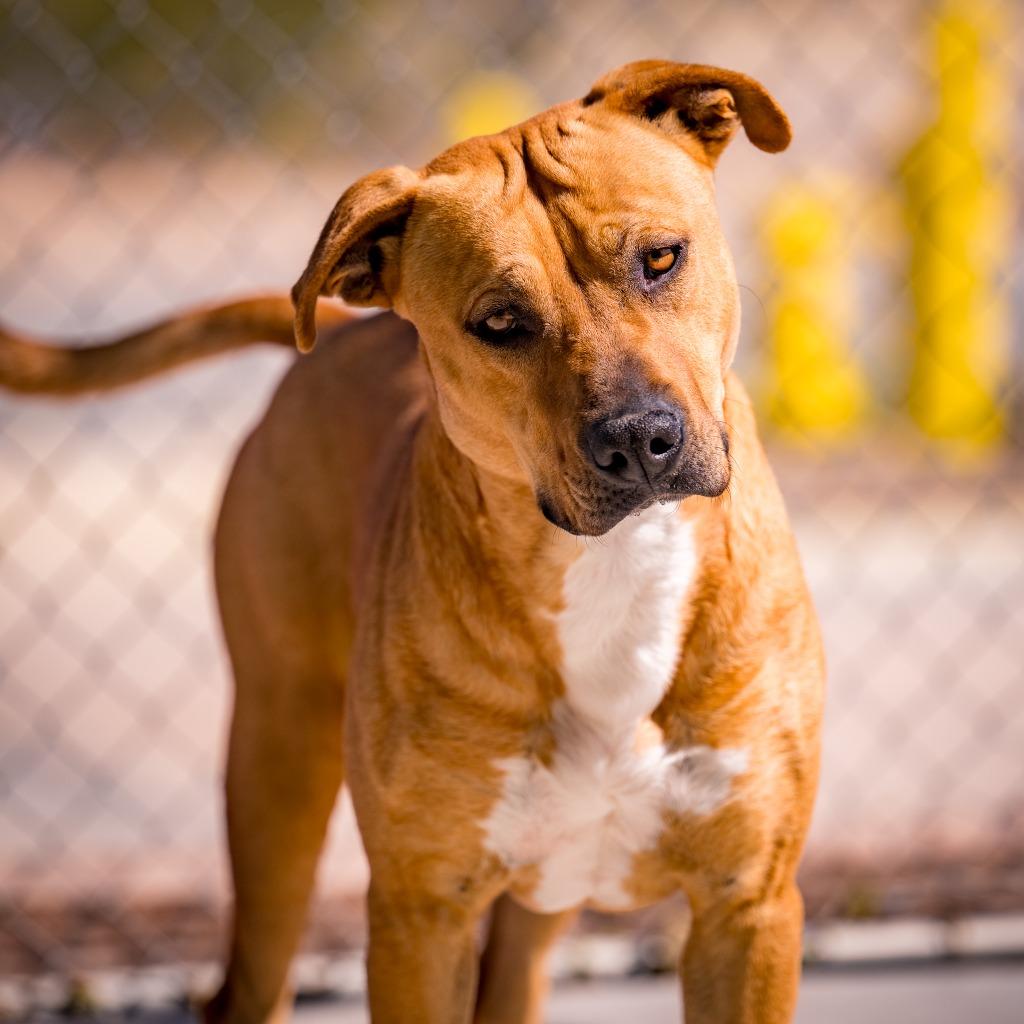 Paddy, a Adoptable Pit Bull Terrier in Twentynine Palms, CA image 5/5