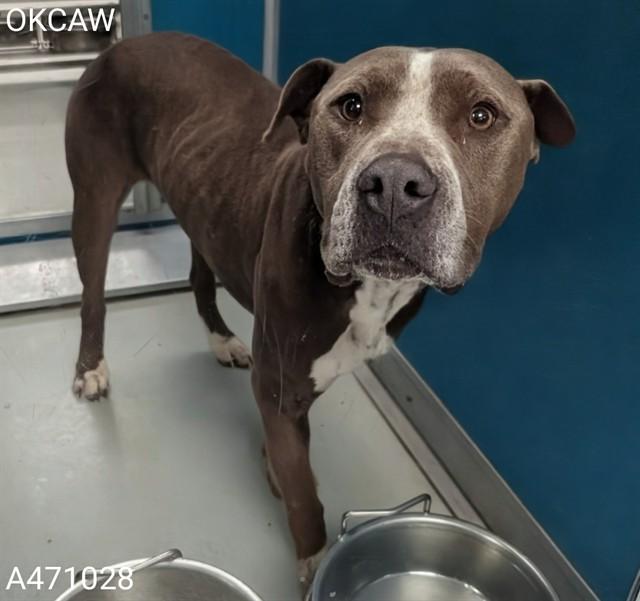 Enlarge DOUG, a Adoptable mixed breed in Oklahoma City, OK image 1/1