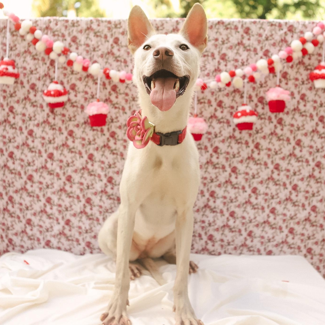 Enlarge Penelope, a Adoptable mixed breed in San Juan, PR image 4/6