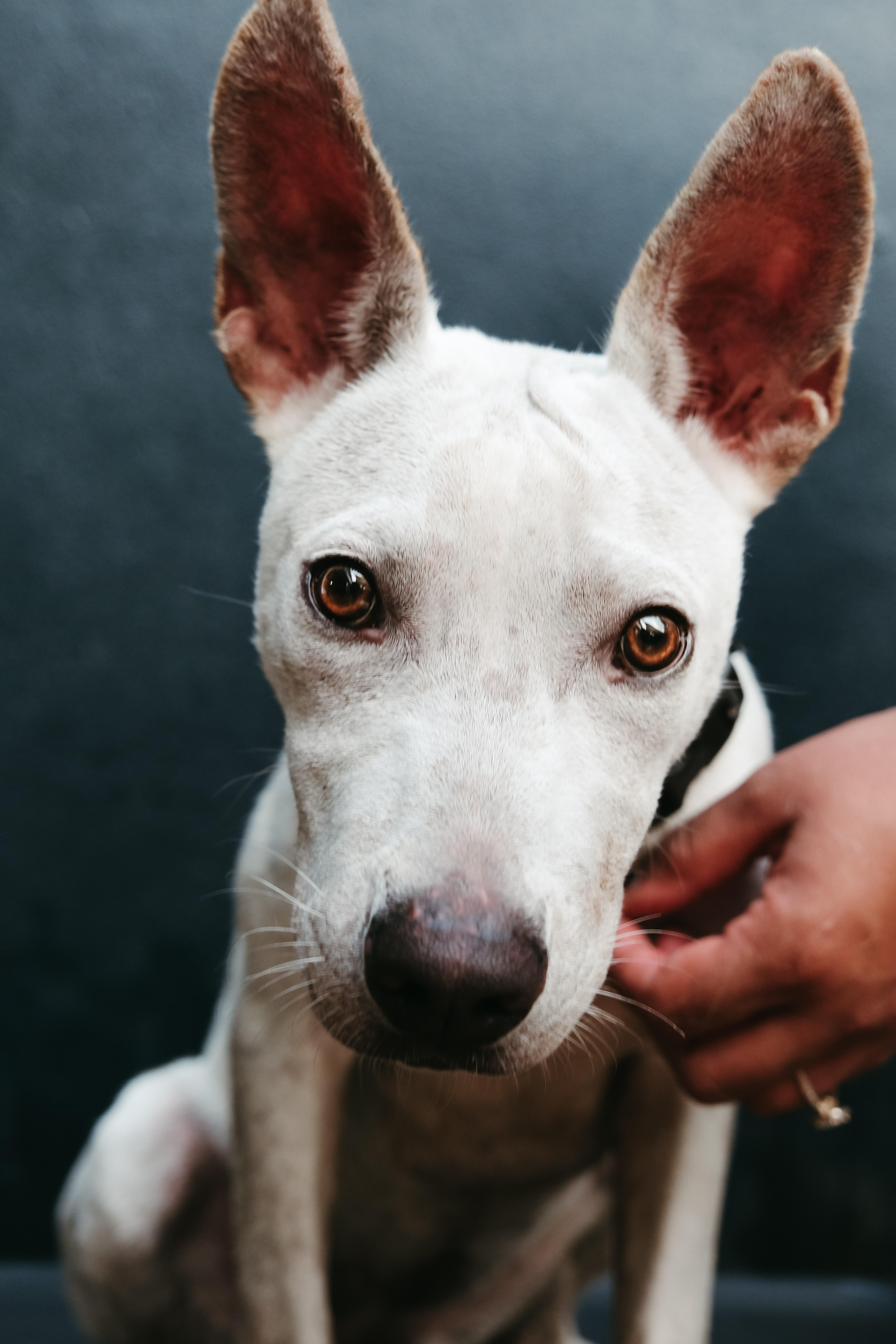 Enlarge Penelope, a Adoptable mixed breed in San Juan, PR image 2/5