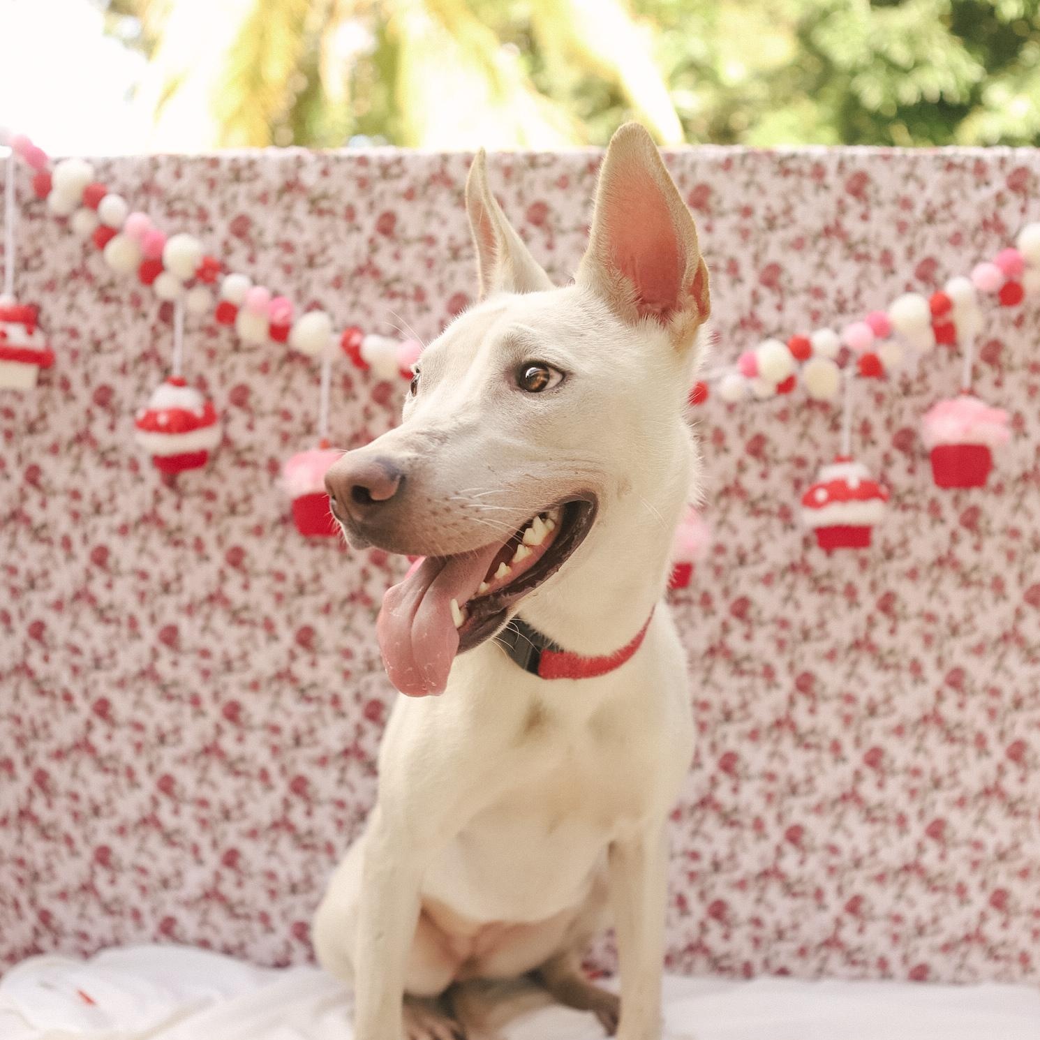 Penelope, Adoptable, Puppy Female Mixed Breed.