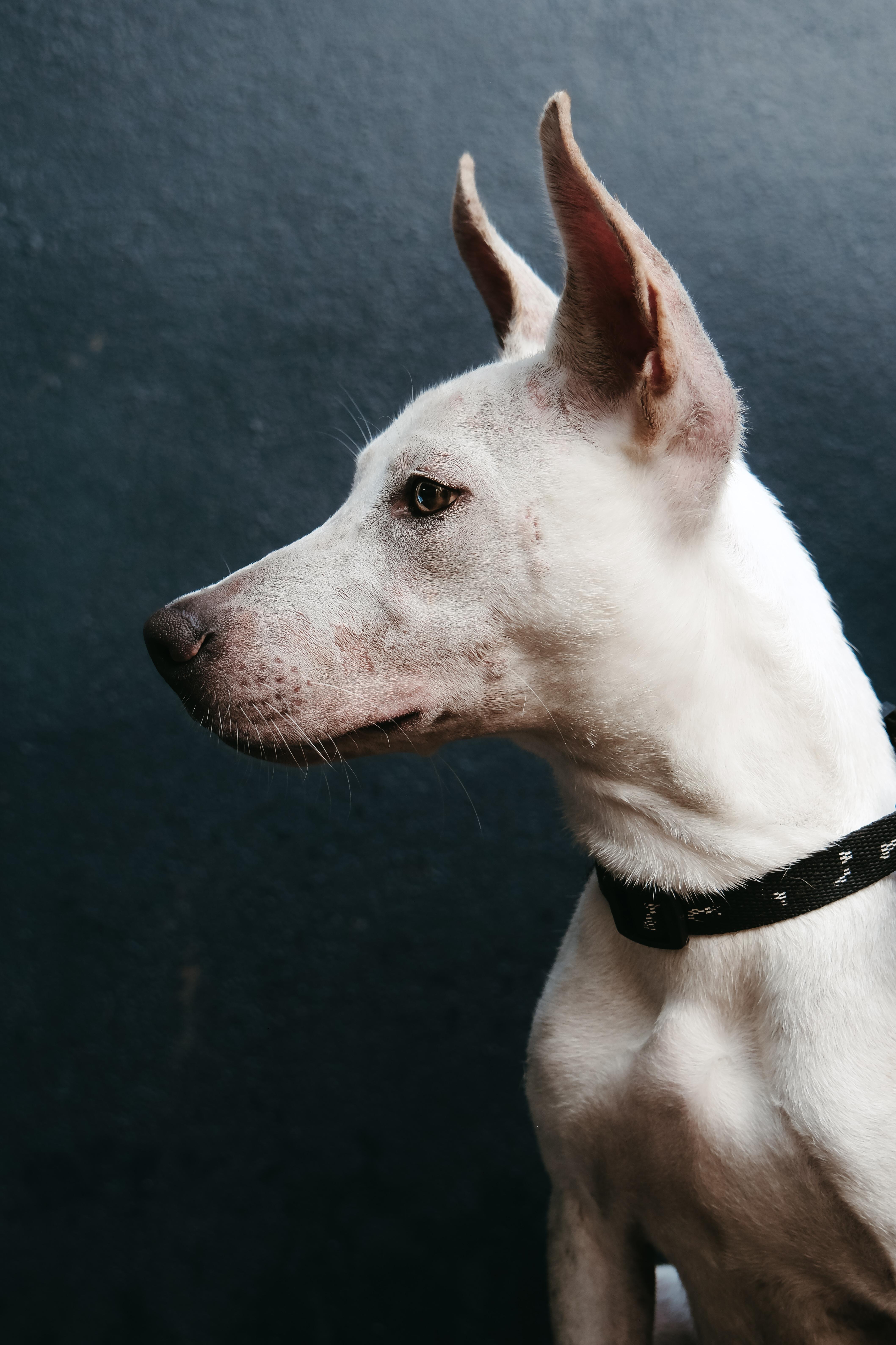 Enlarge Penelope, a Adoptable mixed breed in San Juan, PR image 1/5