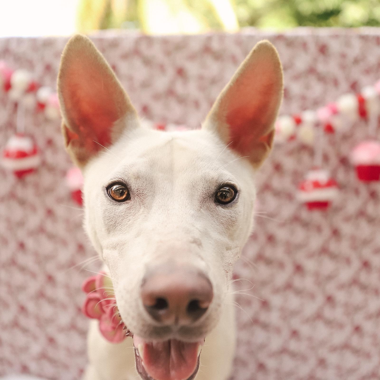 Enlarge Penelope, a Adoptable mixed breed in San Juan, PR image 2/6