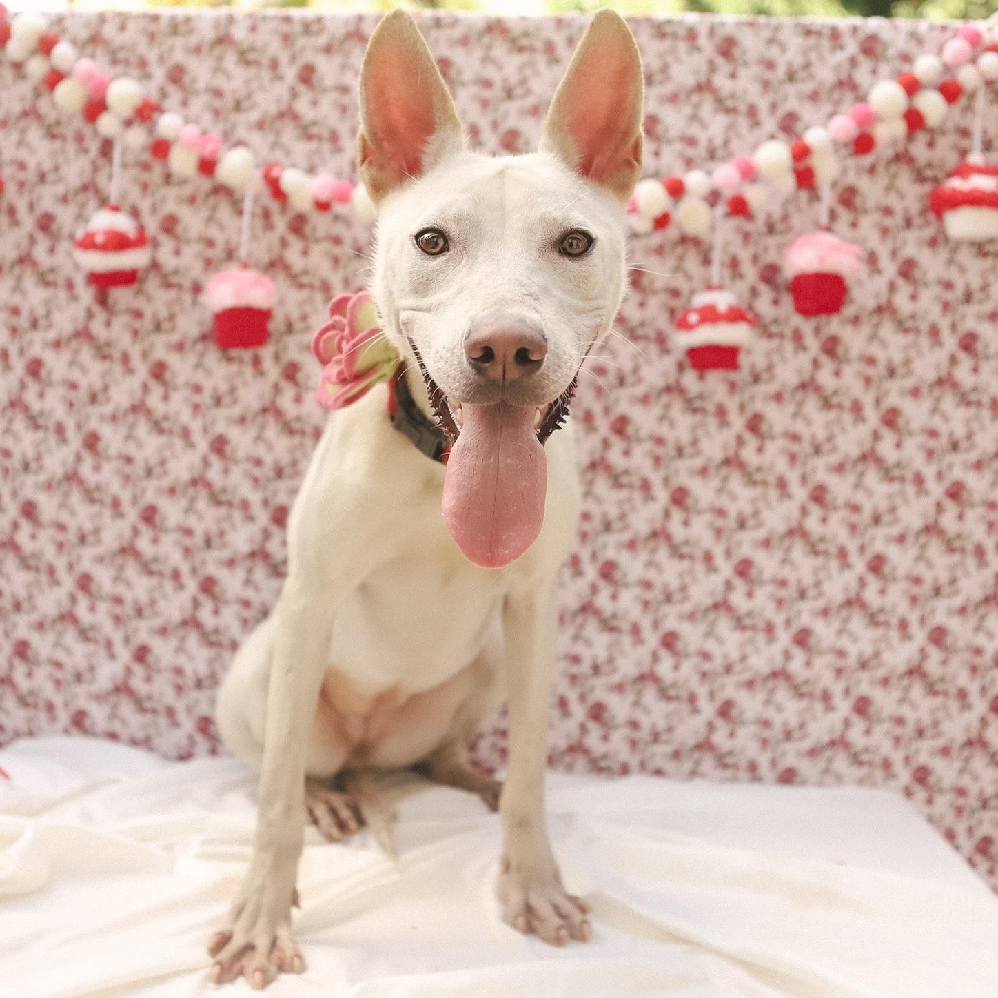 Enlarge Penelope, a Adoptable mixed breed in San Juan, PR image 3/6