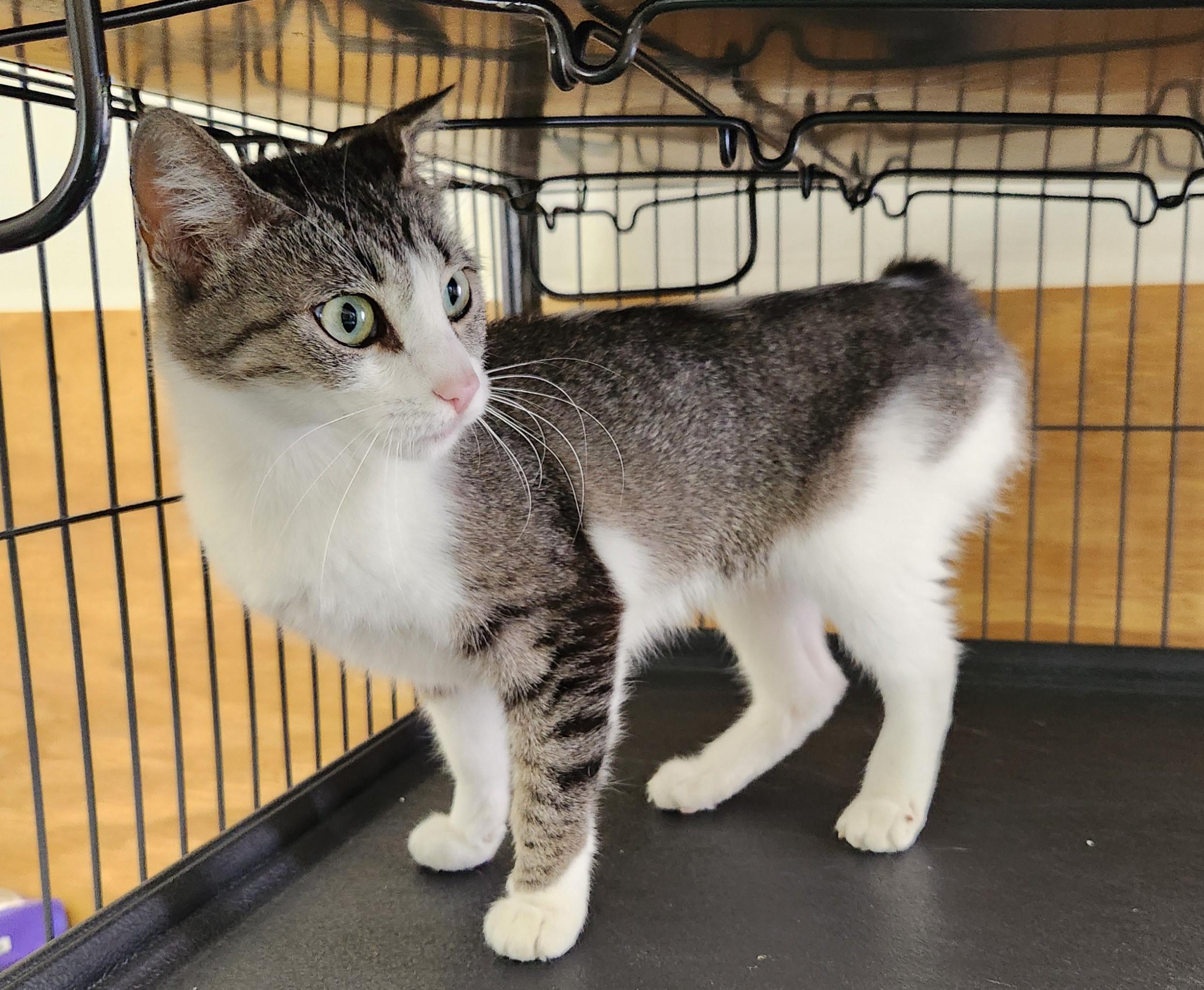 Kiri, adoptable, Young Female Domestic Short Hair.