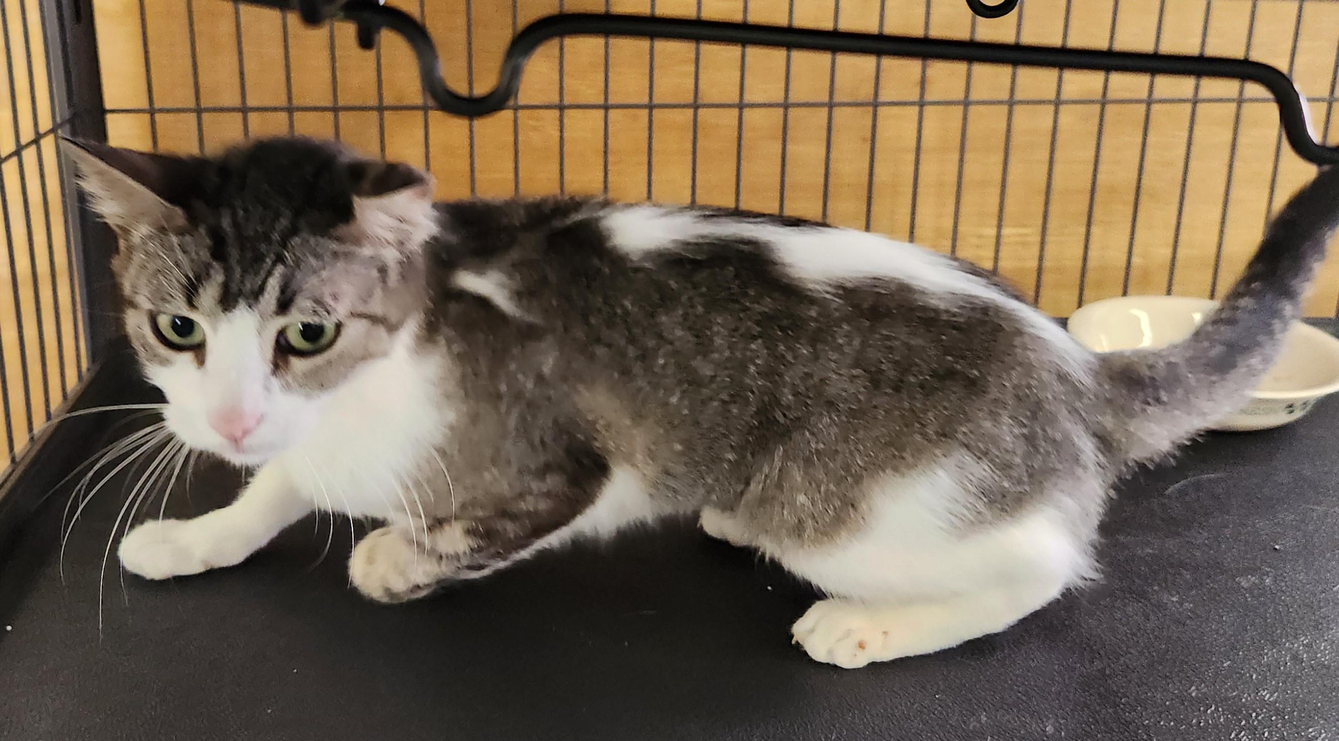 Enlarge Kiri, an adoptable Domestic Short Hair in Yarnell, AZ image 2/2