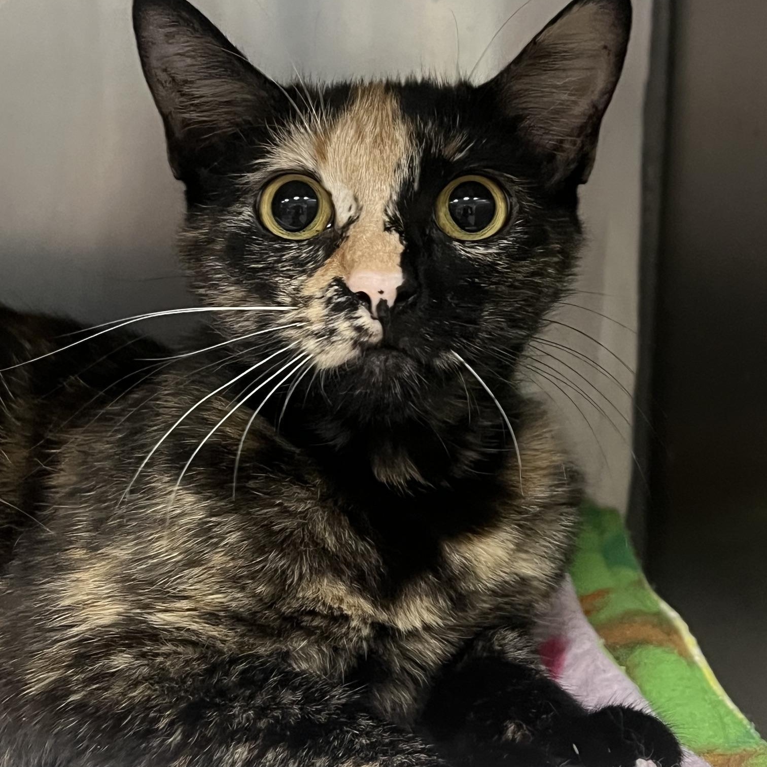 Enlarge Amelia, a Adopted Domestic Short Hair in Johnston, RI image 3/6