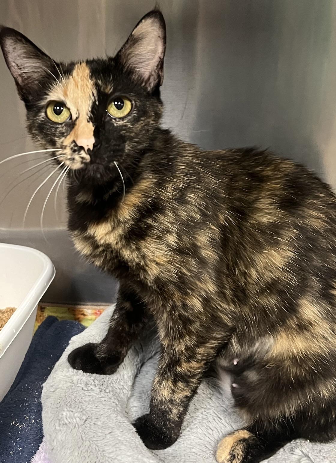Enlarge Amelia, a Adopted Domestic Short Hair in Johnston, RI image 4/6