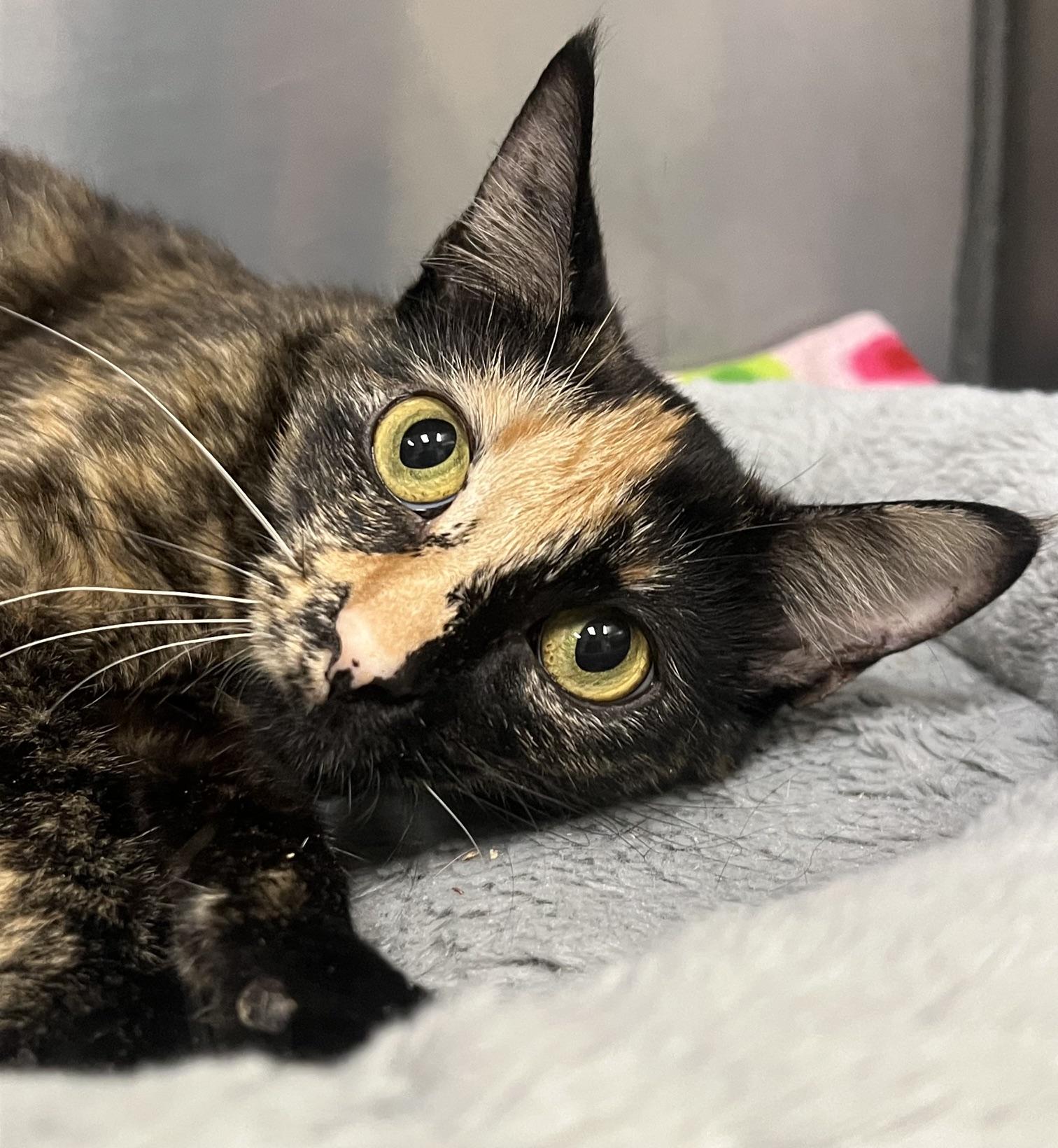 Enlarge Amelia, a Adopted Domestic Short Hair in Johnston, RI image 5/6