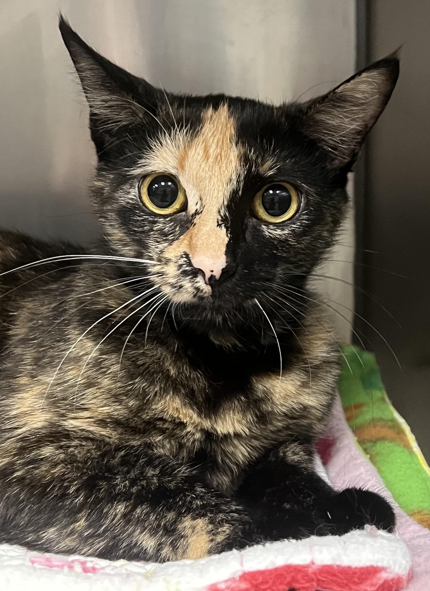 Amelia, Adopted, Kitten Female Domestic Short Hair.