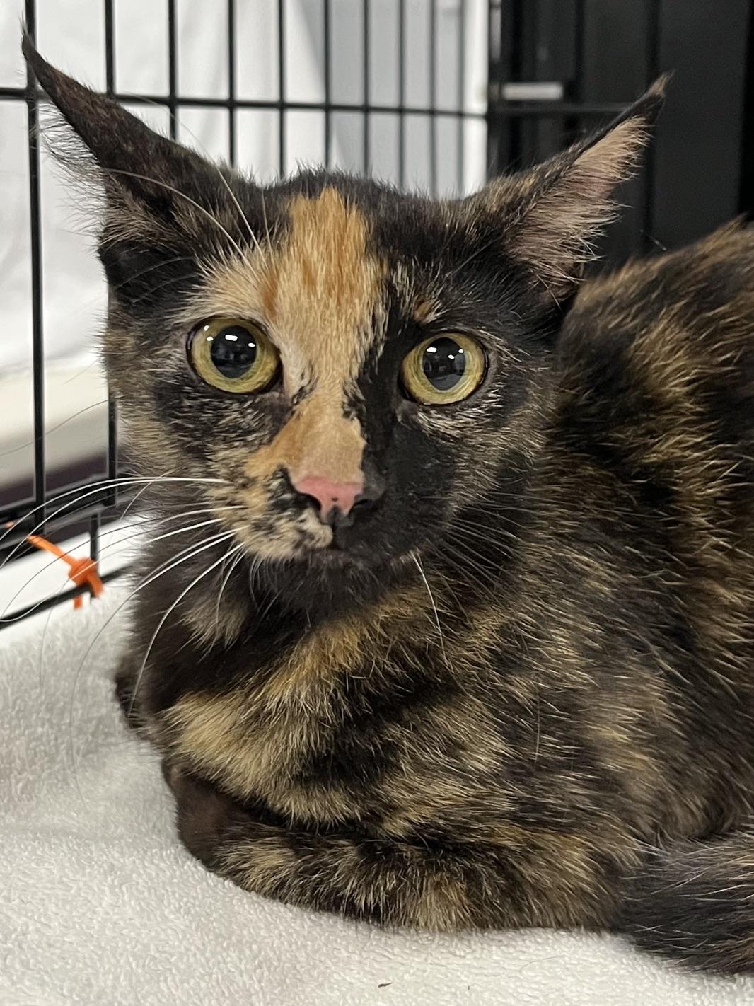 Enlarge Amelia, a Adopted Domestic Short Hair in Johnston, RI image 6/6