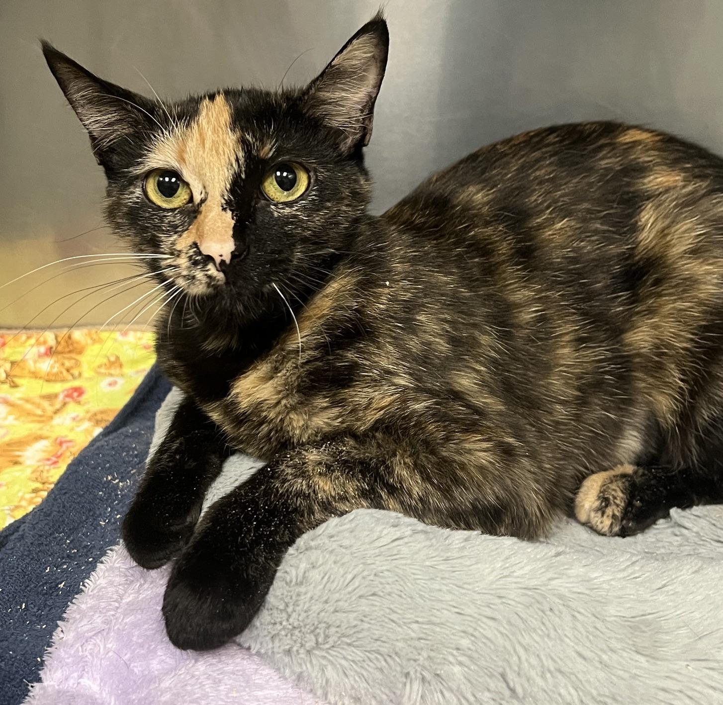 Enlarge Amelia, a Adopted Domestic Short Hair in Johnston, RI image 2/6