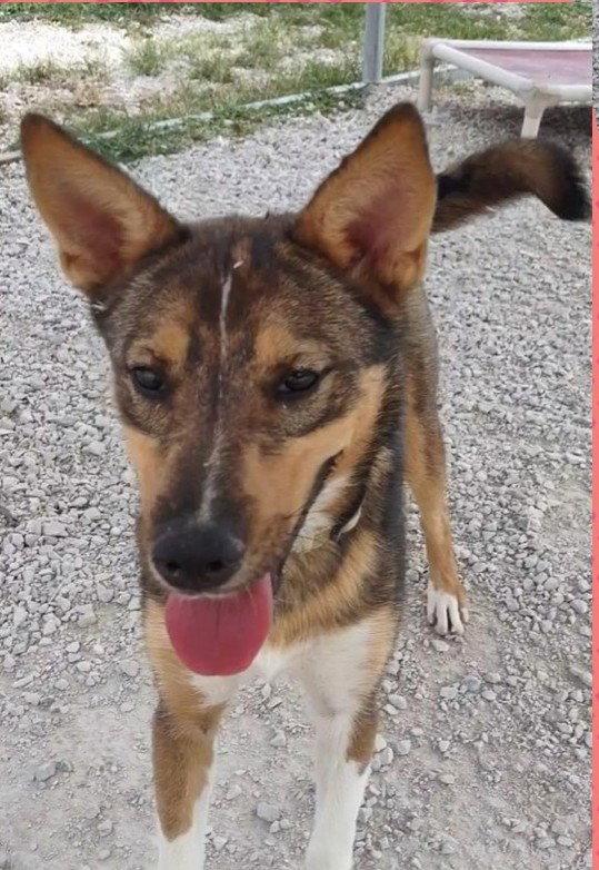 Chloe, Adopted, Adult Female Collie.